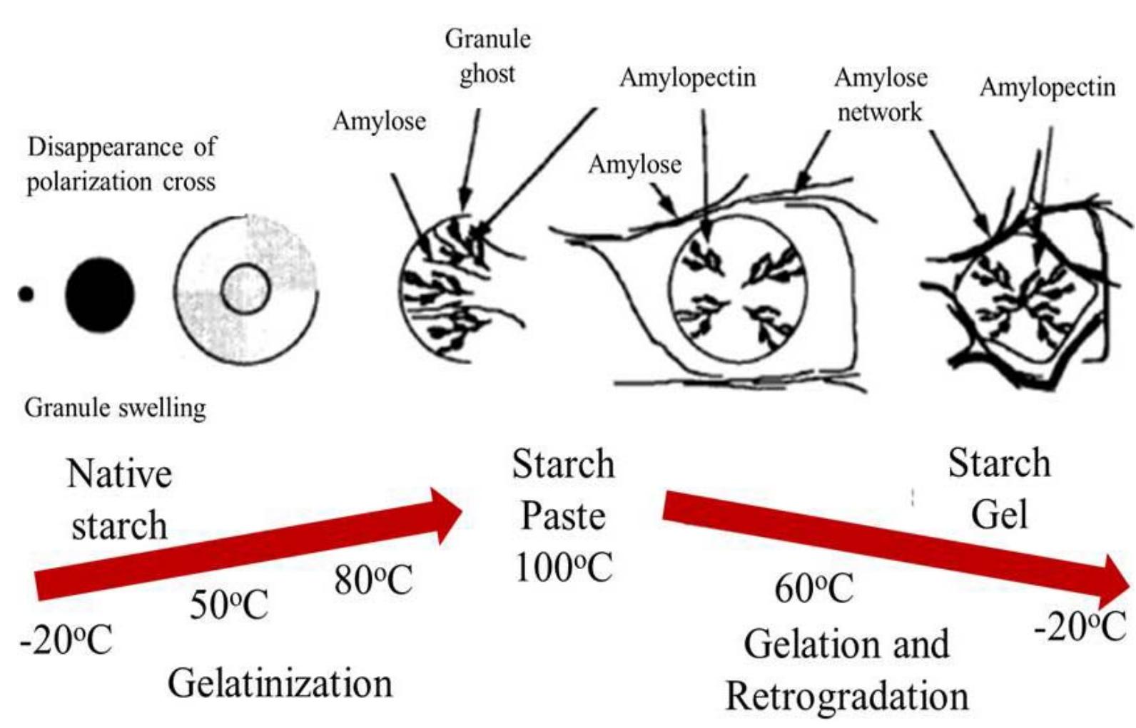 (PDF) Modification and Application of Starch in Natural Rubber Latex ...