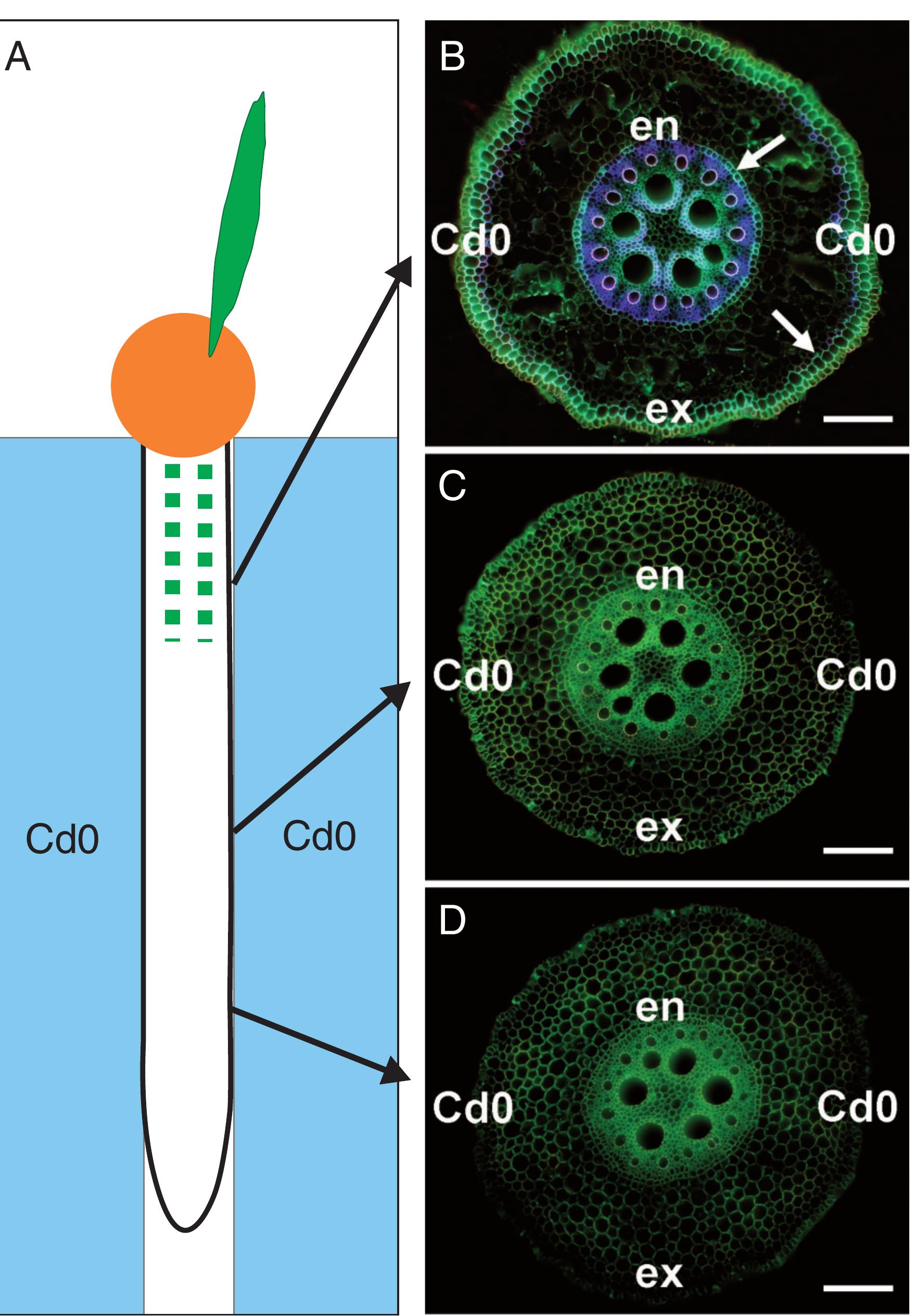 Root Endodermal Cell (PDF) Asymmetrical development of root endodermis and exodermis in ...