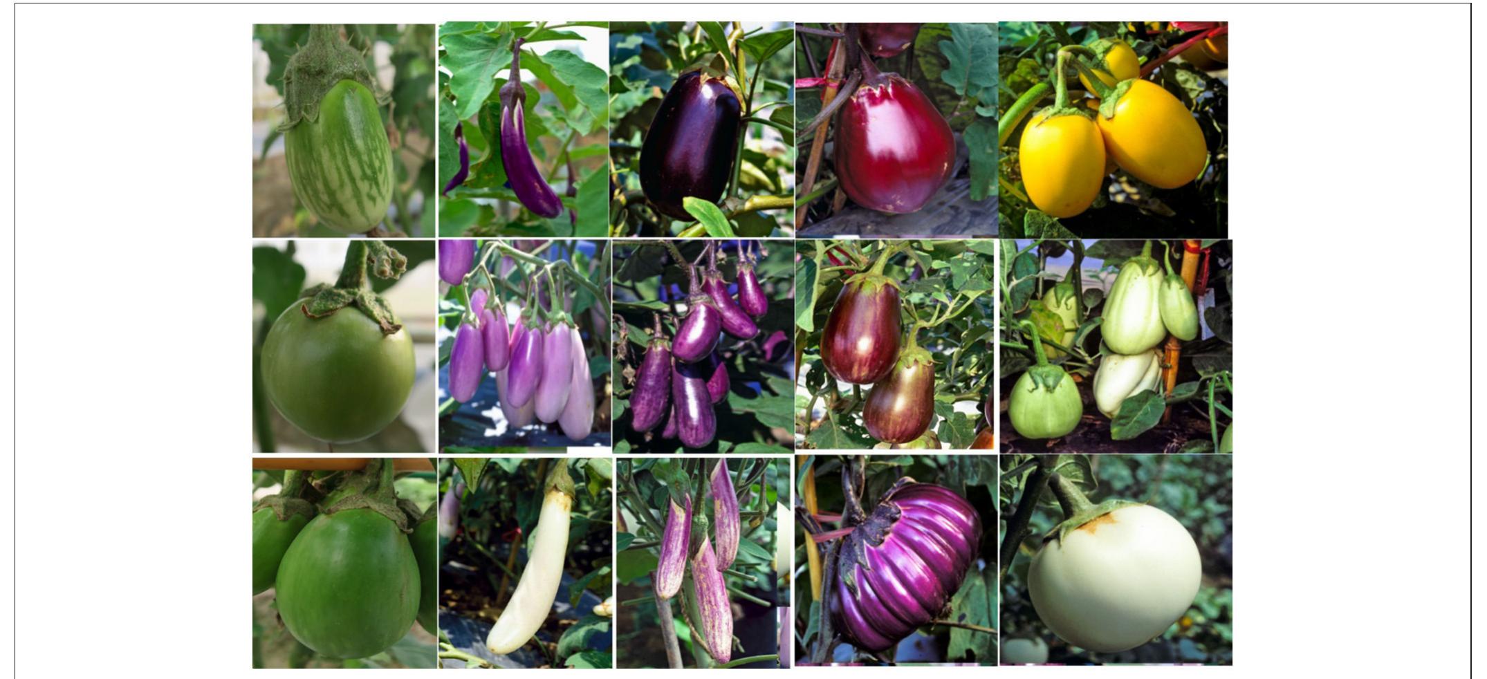 | different fruit shapes, colors, and sizes of solanum