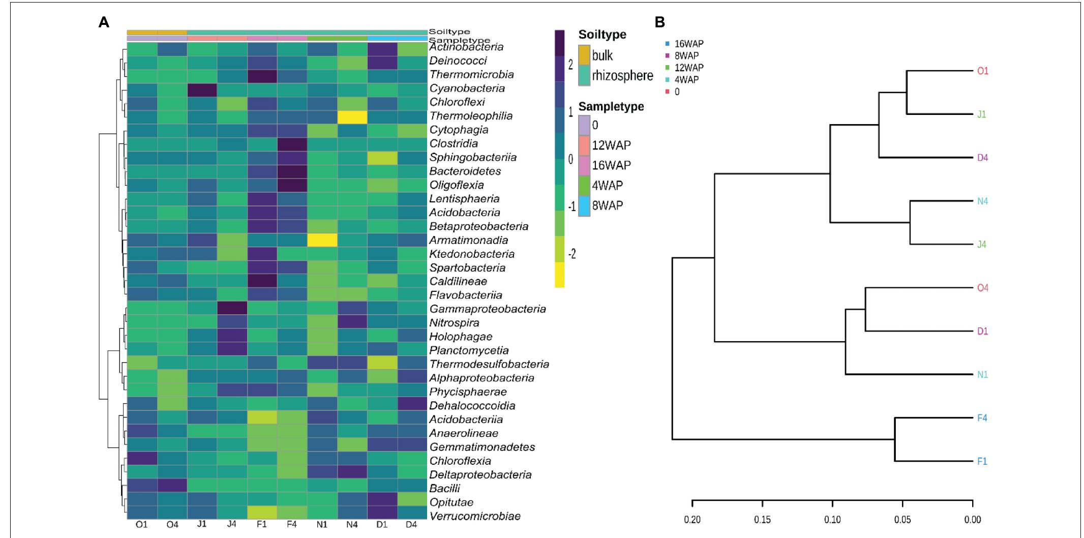 | (a) heatmap of the bacterial biota in the bulk and