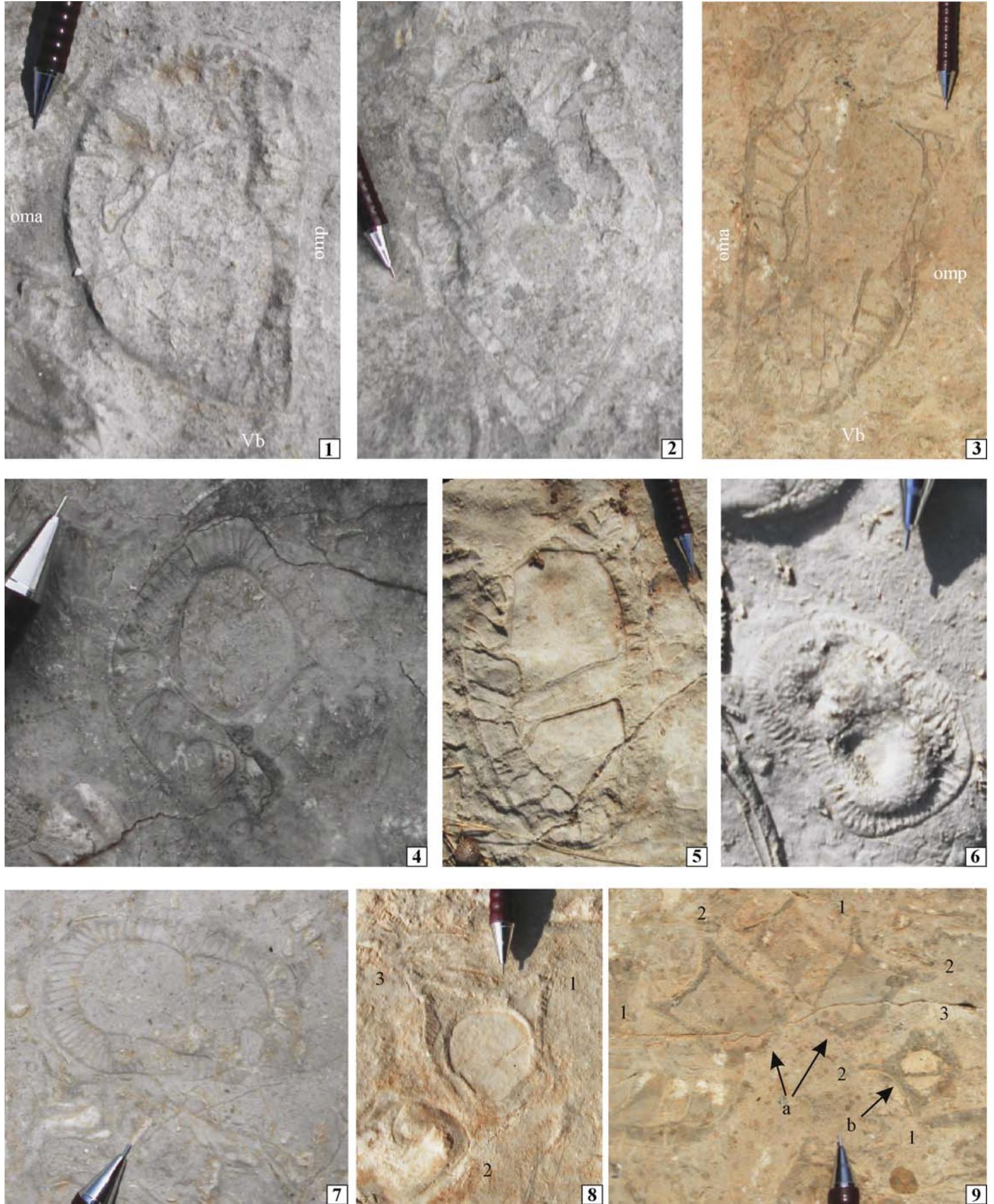 Caprinid Rudists (PDF) Upper Cretaceous rudist biostratigraphy of the Bey Dağları ...