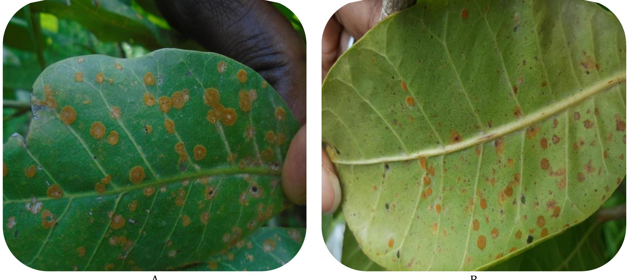(PDF) Characterization of Red Rust Disease Caused by Cephaleuros ...
