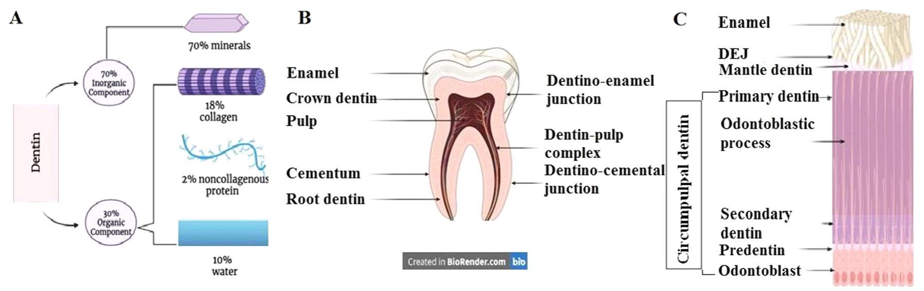 (PDF) Demineralized Dentin Matrix for Dental and Alveolar Bone Tissues ...