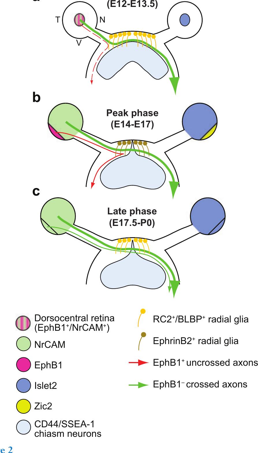 Retinal axon divergence at the optic chiasm of different