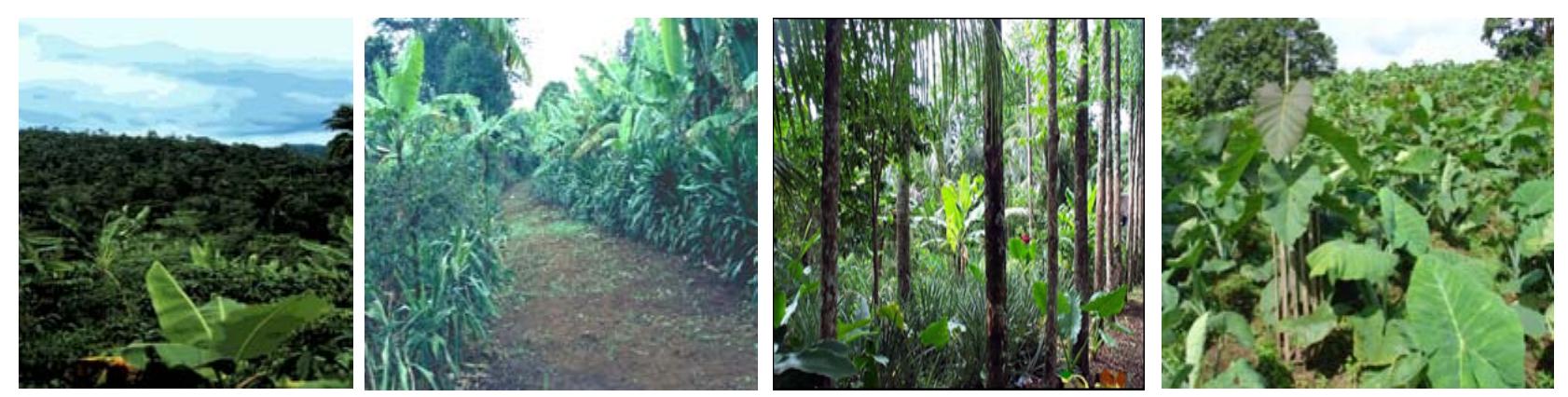 Through Fodder Figure 19 - from Information Compendium on Kerala Forestry