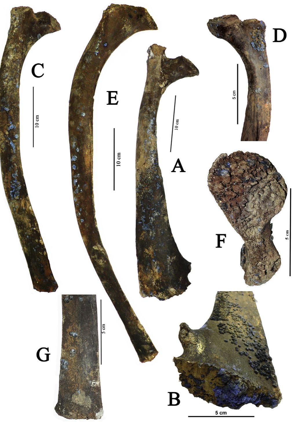 R1 Rib The zhenya mammoth ribs. a — r1 dex (craniolateral view), b