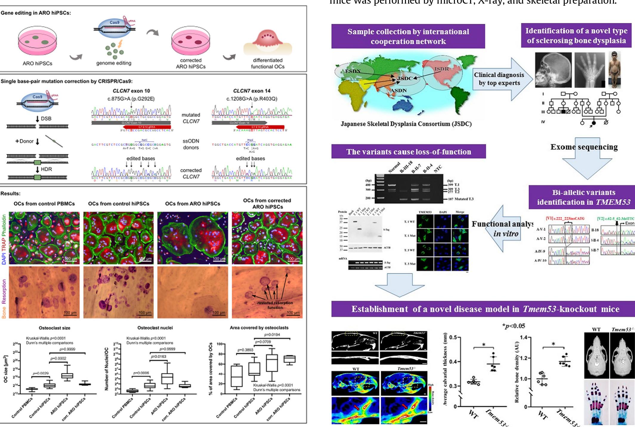 Figure 1 - Development of a disease model for autosomal