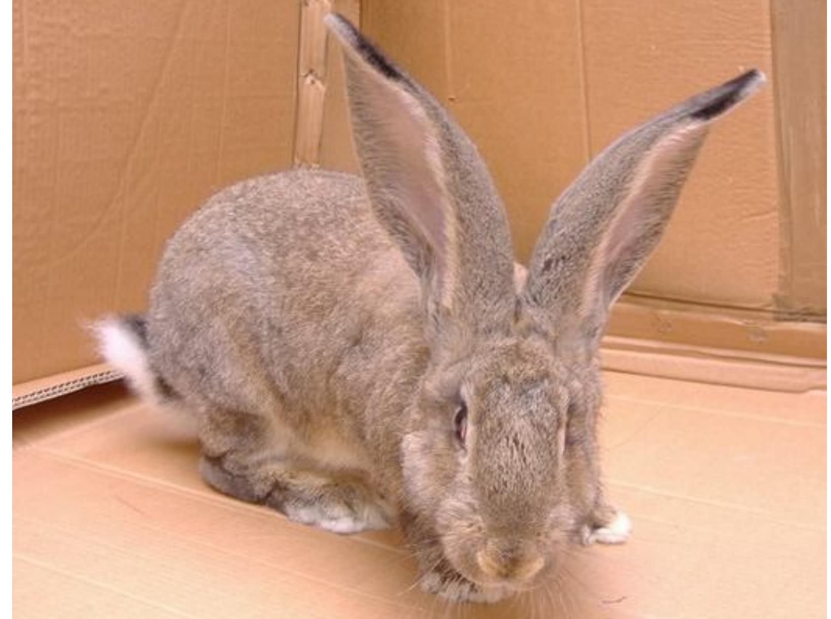 Cluj Rabbit (PDF) The C locus: rabbit genetics for full color development ...