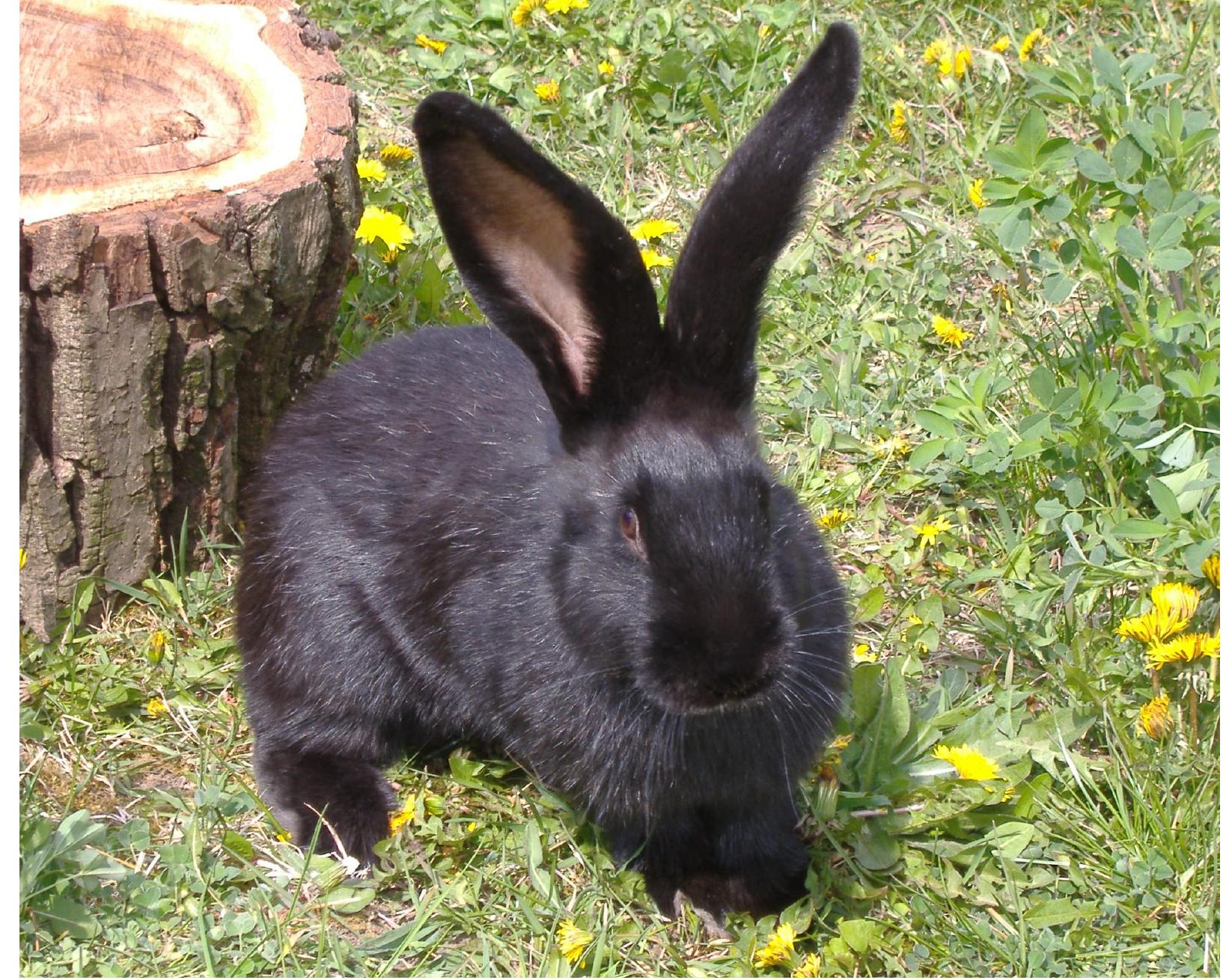 Cluj Rabbit (PDF) The C locus: rabbit genetics for full color development ...