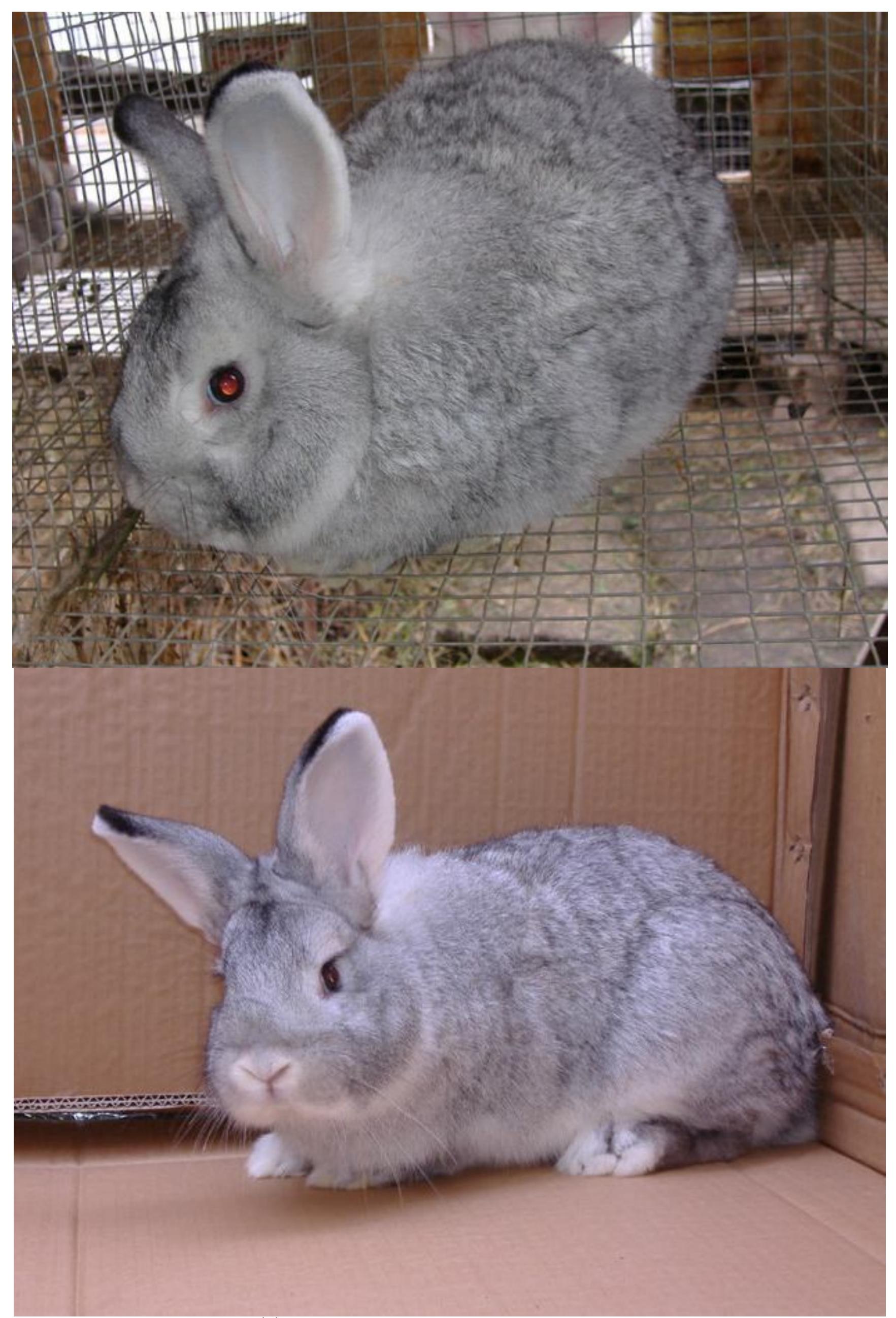 Cluj Rabbit (PDF) The C locus: rabbit genetics for full color development ...