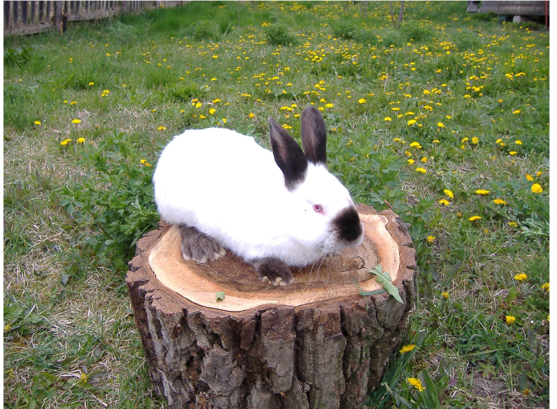 Cluj Rabbit (PDF) The C locus: rabbit genetics for full color development ...