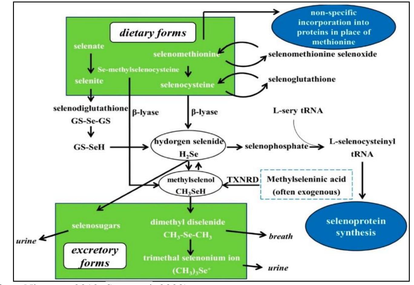 (PDF) CHEMISTRY AND BIOLOGY OF SELENIUM