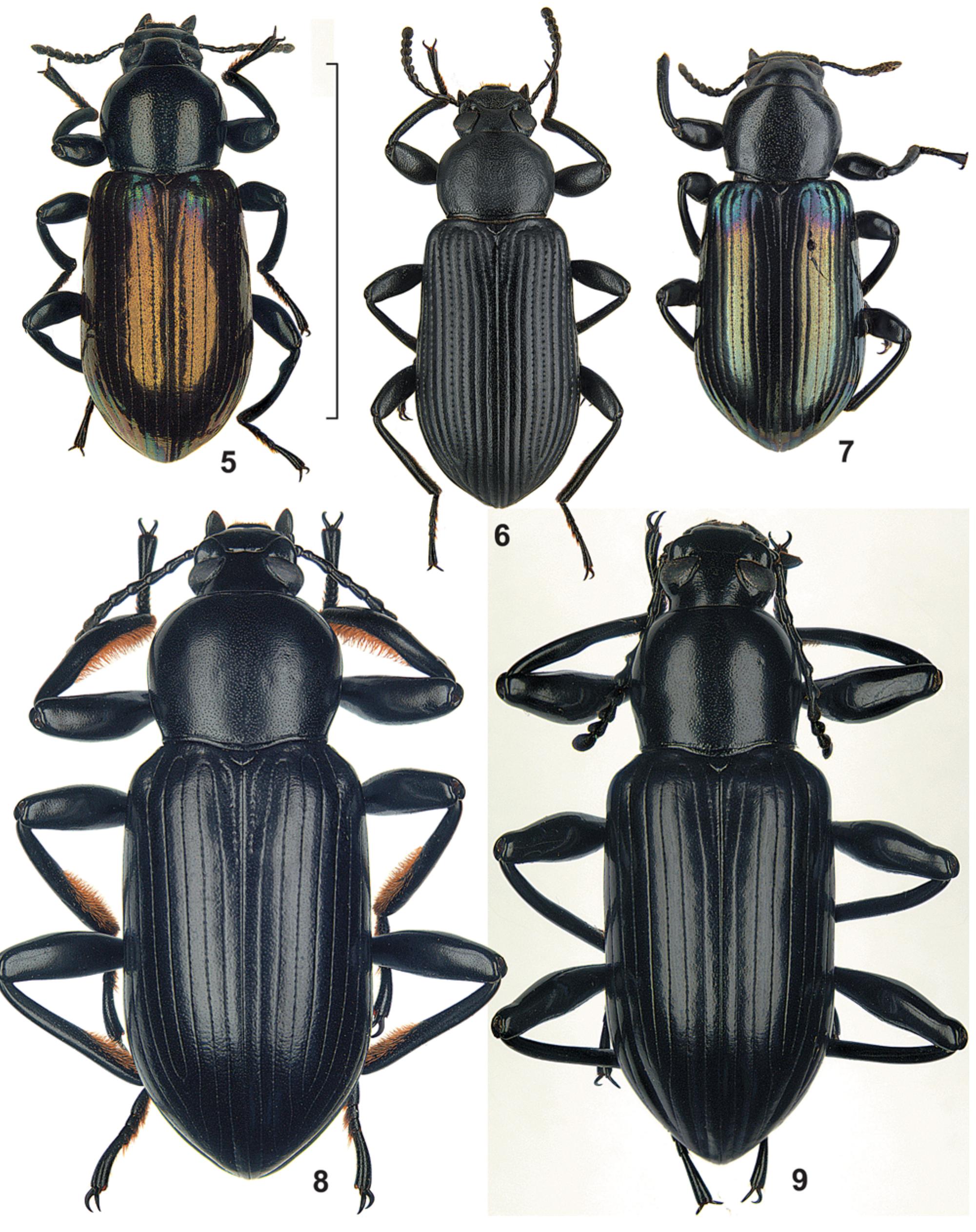Views 5 S. 5- 9. derosphaerus spp. from borneo, dorsal views. β 5.
