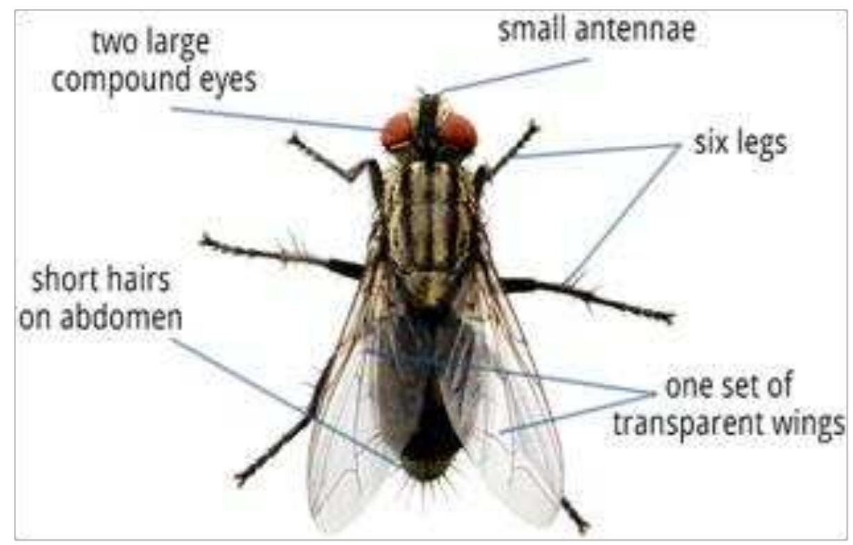 House Fly Dissection (PDF) The Role of Common Housefly as a Mechanical Vector of Pathogenic ...