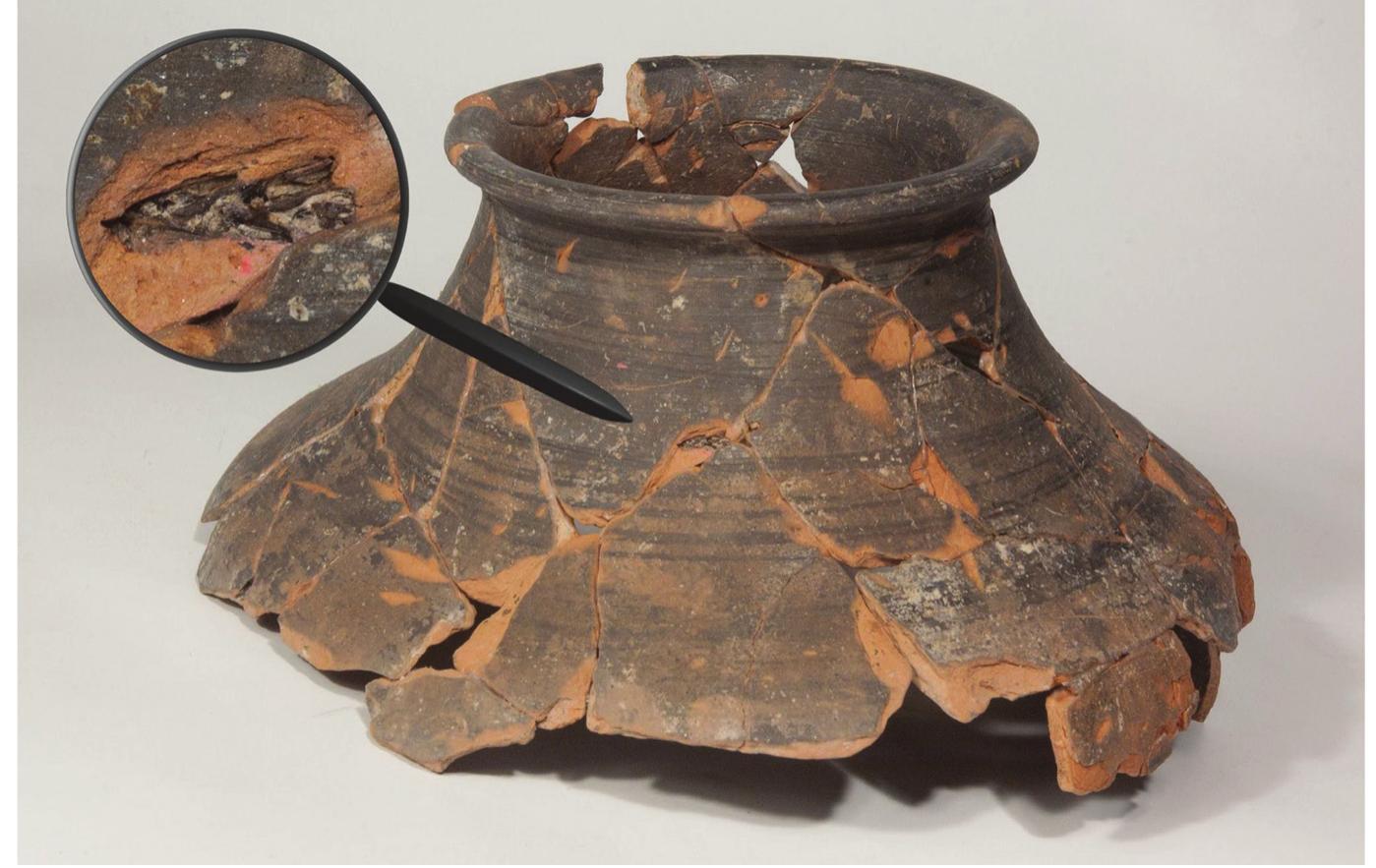 (PDF) Farming and stock-breeding in the La Tène culture communities in ...