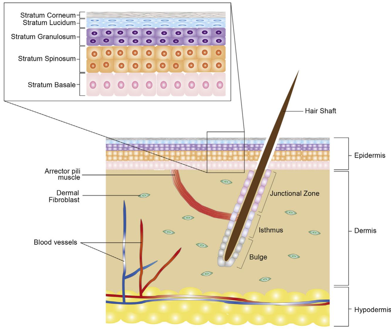 (PDF) Stem Cells and Tissue Engineering