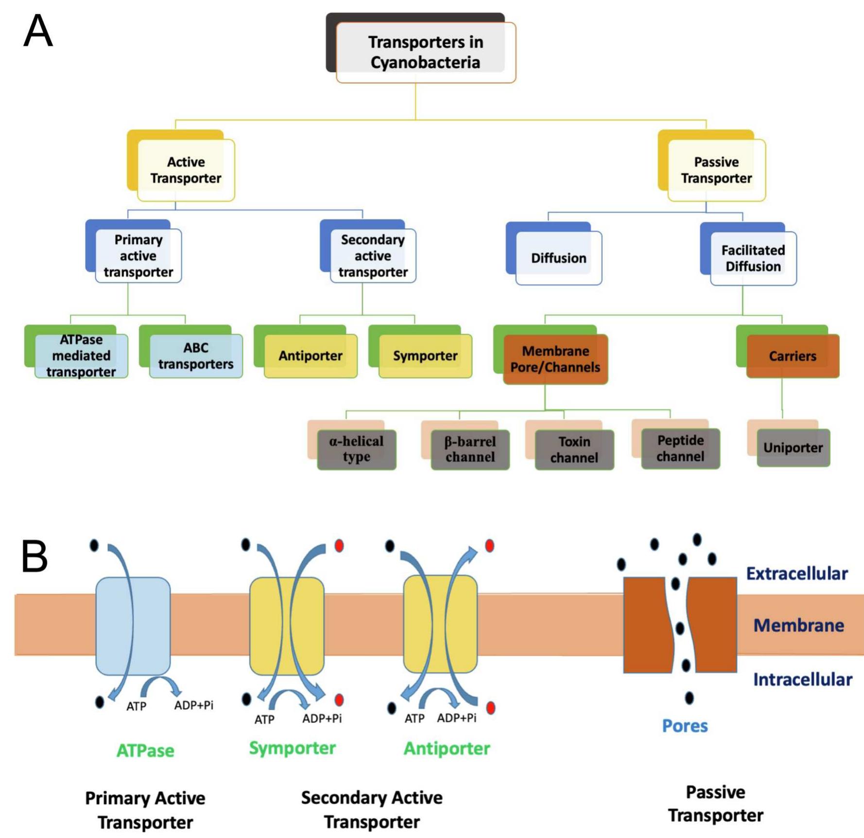 Figure 1 - from Transporter engineering for the development
