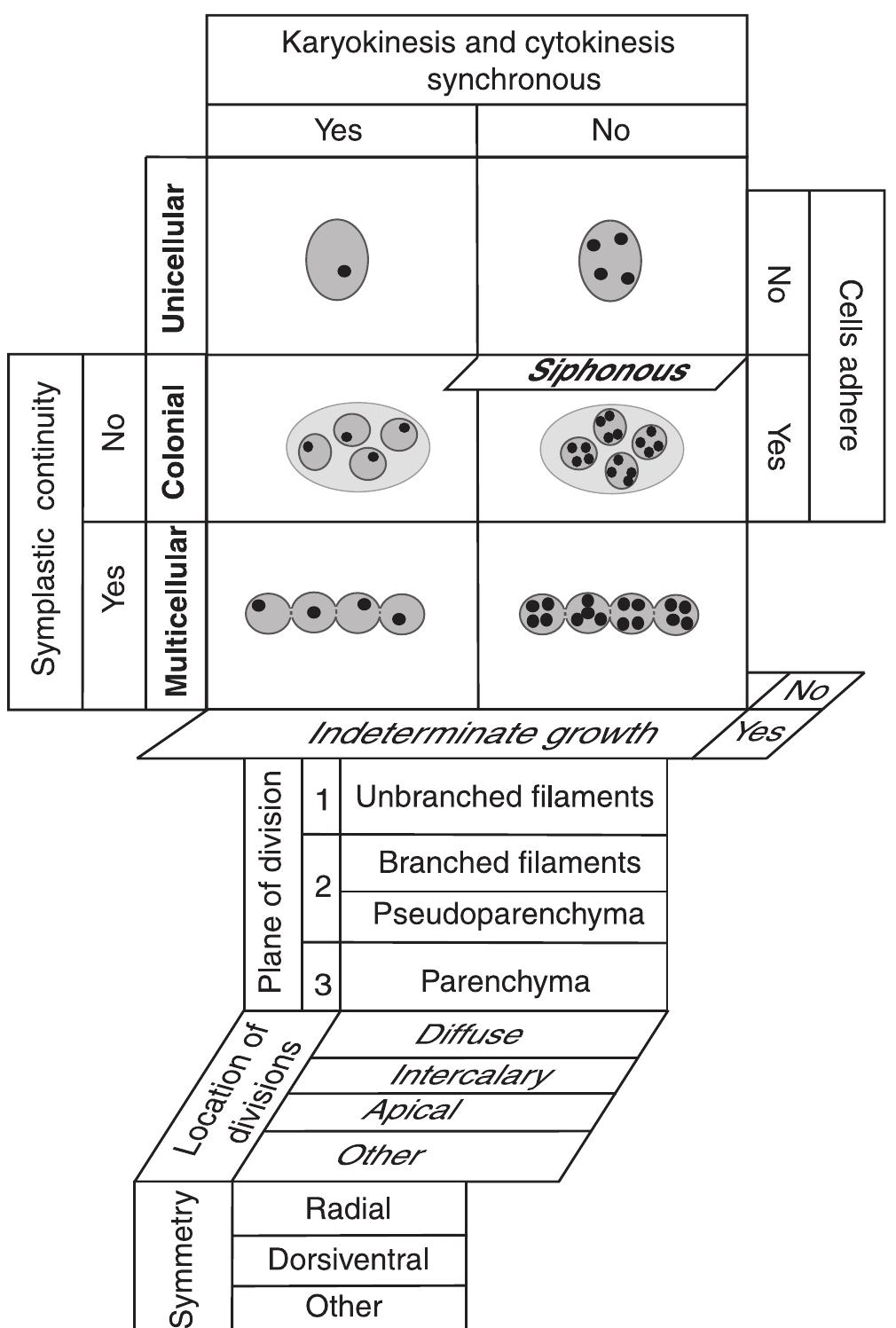 Synchronous Cell Divisions (PDF) The evolutionary development of plant body plans