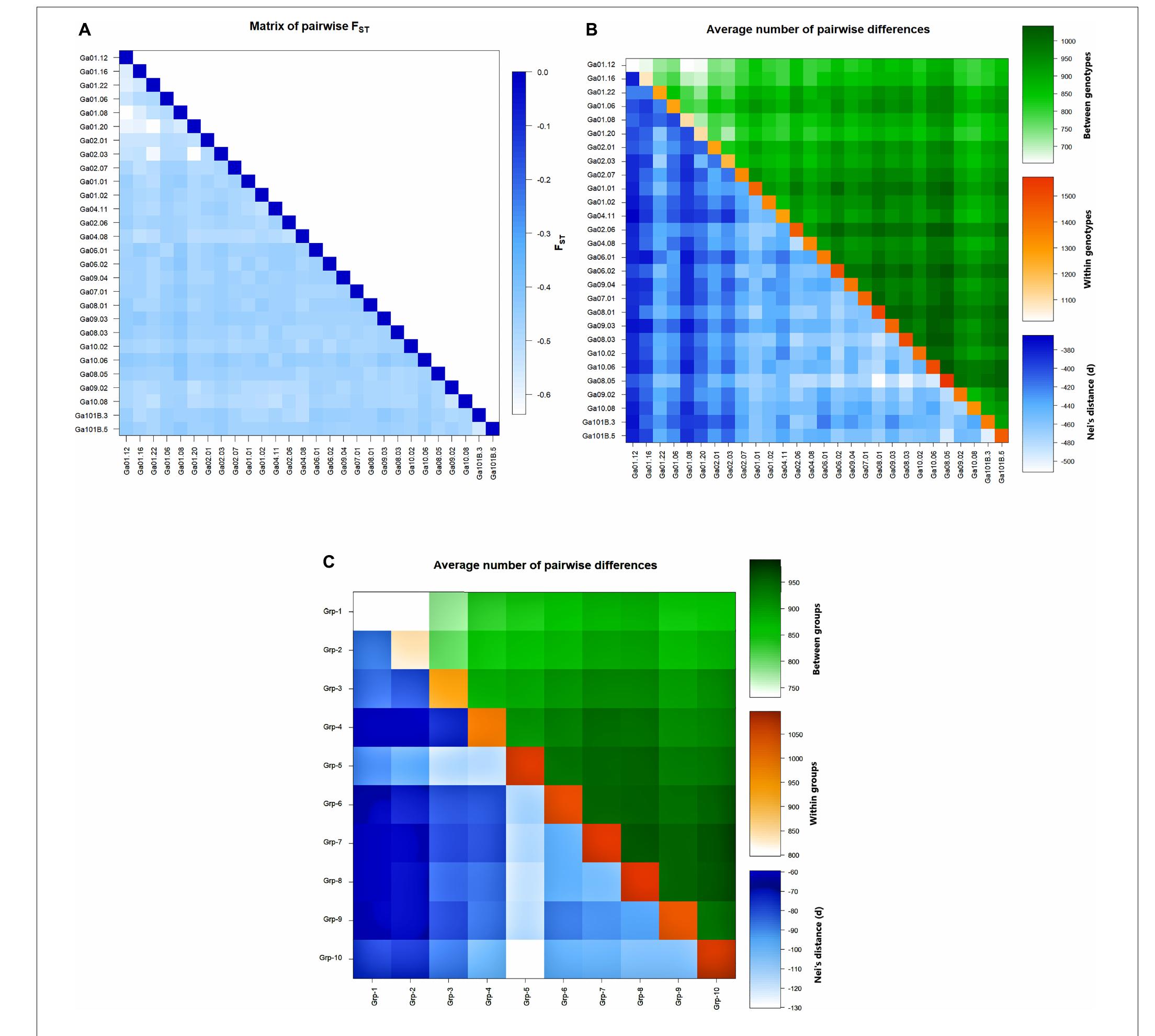 | heatmaps of (a) pairwise fst between the 28 genotypes, (b)