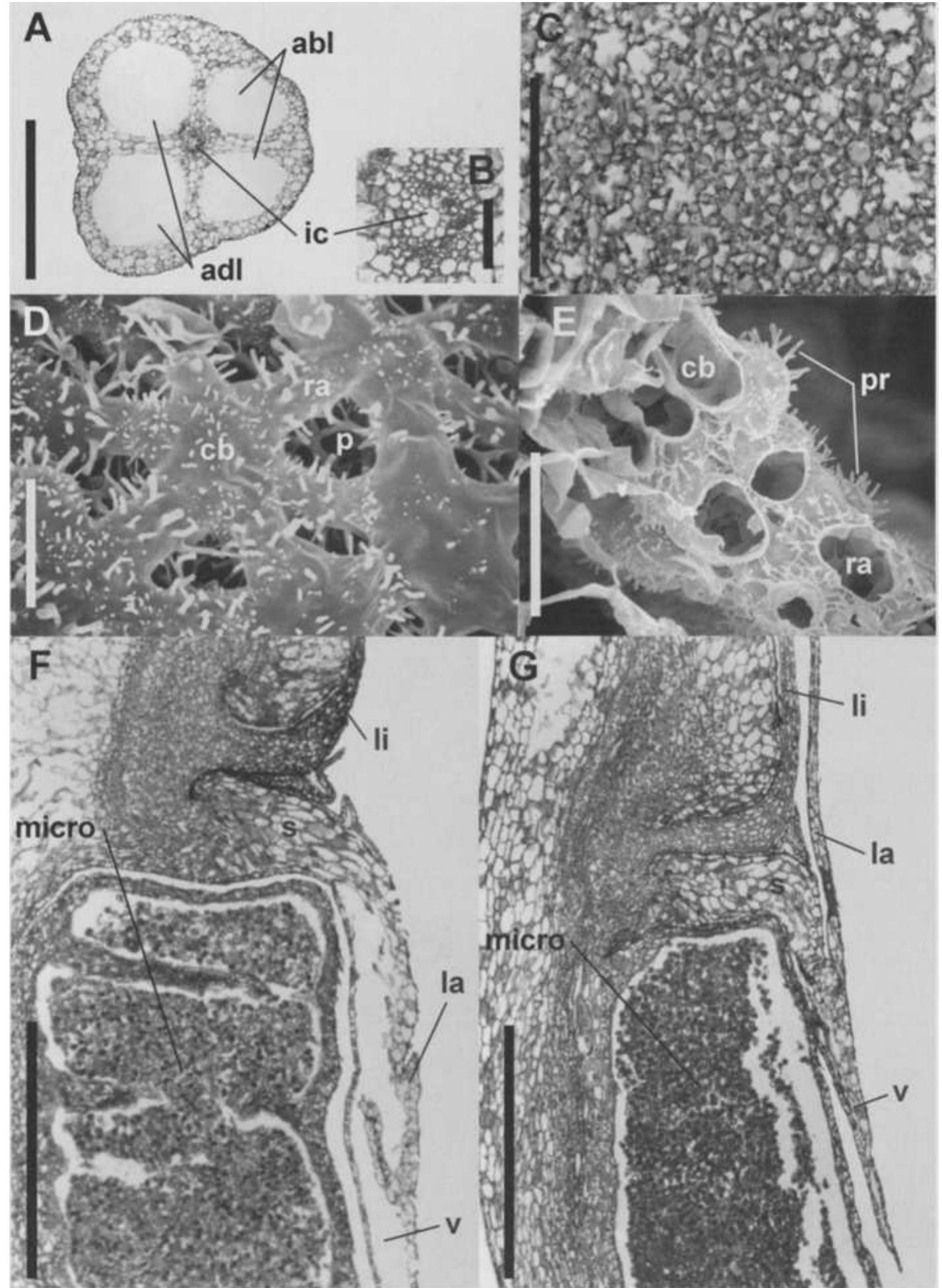 Figure 1 - from Analysis of morphological and anatomical