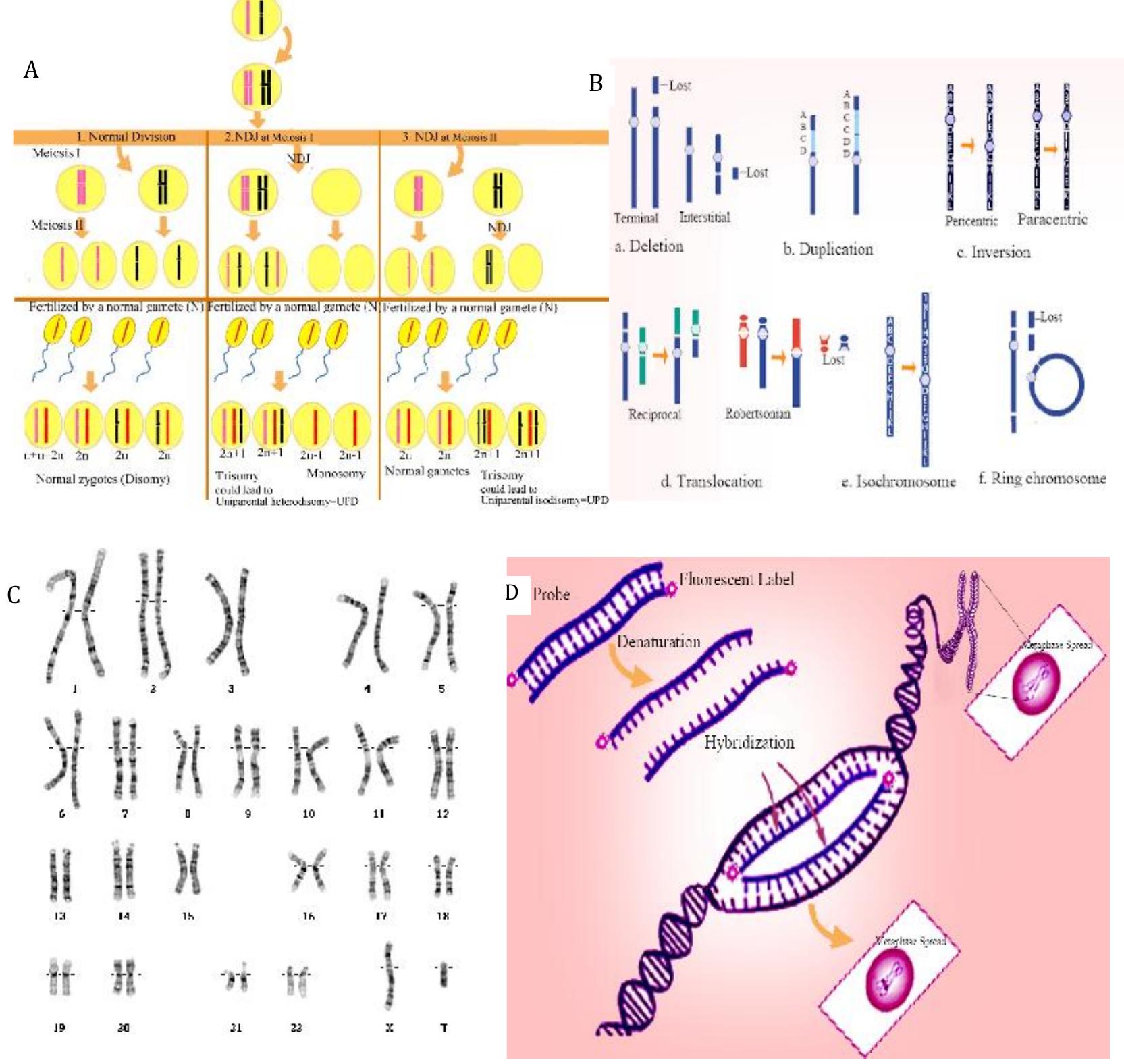 A) chromosome segregation during meiosis, nondisjunction and