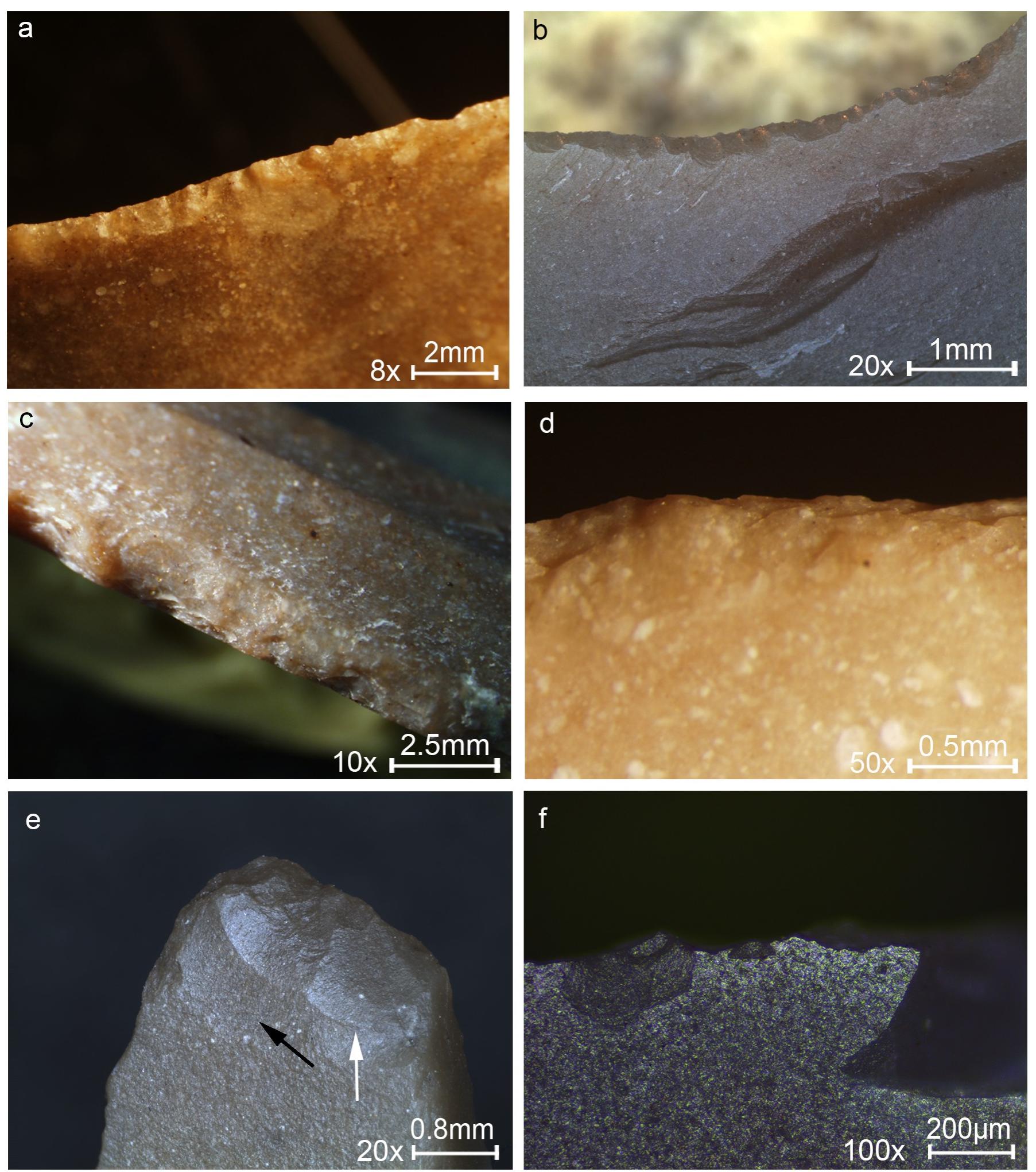 Fig 7. Key examples of non-projectile use-wear observed on experimental tools. (a) Sawing wood for 60 minutes showing close and overlapping edge removals along the edge, usually with cone initiation and step termination, extending in two directions oblique or perpendicular to the working edge indicating the motion of the tool. (b) Scraping wood for 45 minutes showing a convex edge resulting from prolonged contact with the wood at the same spot, with edge removals close and run together, with cone initiation and feather termination, an axis perpendicular to the edge and creating an almost abrupt edge. (c) Sawing bone for 10 minutes showing an irregular shape as a result of the massive damage, edge removals are close, vary in size with a crushed initiation and feather termination. (d) Scraping bone for 38 minutes showing a section of edge removals, overlapping, stepped, with step termination. (e) Drilling dry bone for 18 minutes showing fractures with an oblique axis that indicates the rotational motion with slight crushing at the tip resulting from the downwards pressure. (f) Defleshing for 2 hours showing tiny edge removals associated with a weak polish produced by the contact with flesh and periosteum spreading in a scintillation pattern along the edge. Original magnification is indicated near the scale bar. 