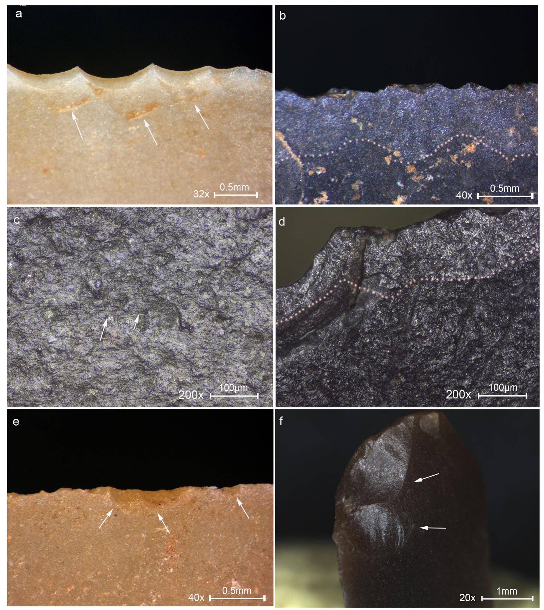 Fig 9. Macro and micrographs of non-projectile use-wear observed on the Locus 5 microliths. (a) Edge removals close and run together, with bending initiation and step termination with an axis oblique to the edge indicating the oblique position of the haft, restricted to the upper part of the tool, interpreted as wood shaving tool used hafted in a terminal-longitudinal arrangement, see Fig 2 18 for the location of the traces on the tool. (b) Invasive band of faint polish, marked by the dotted line, interpreted as transversal filleting of meat. (c) Rough, dull polish with multiple longitudinal fine striations shown by the arrows, interpreted as cutting herbaceous plants with the intervention of dust particles, see Fig 2 15 for the location of the traces on the tool. (d) Band of faint polish marked by the dotted line developed to a low degree along the edge, interpreted as meat cutting, see Fig 2 29 for the location of the traces. (e) Tiny edge removals extending in two directions associated with meat cutting polish indicating bidirectional cutting. (f) Edge removals with cone initiation and feather termination extending obliquely-perpendicular to the axis of the tool, observed on the pointy edge of a microliths, indicating the rotational motion of the tool, interpreted as a drilling tool, see Fig 2 7 for the location of the traces on the tool. Original magnification is indicated near the scale bar. 