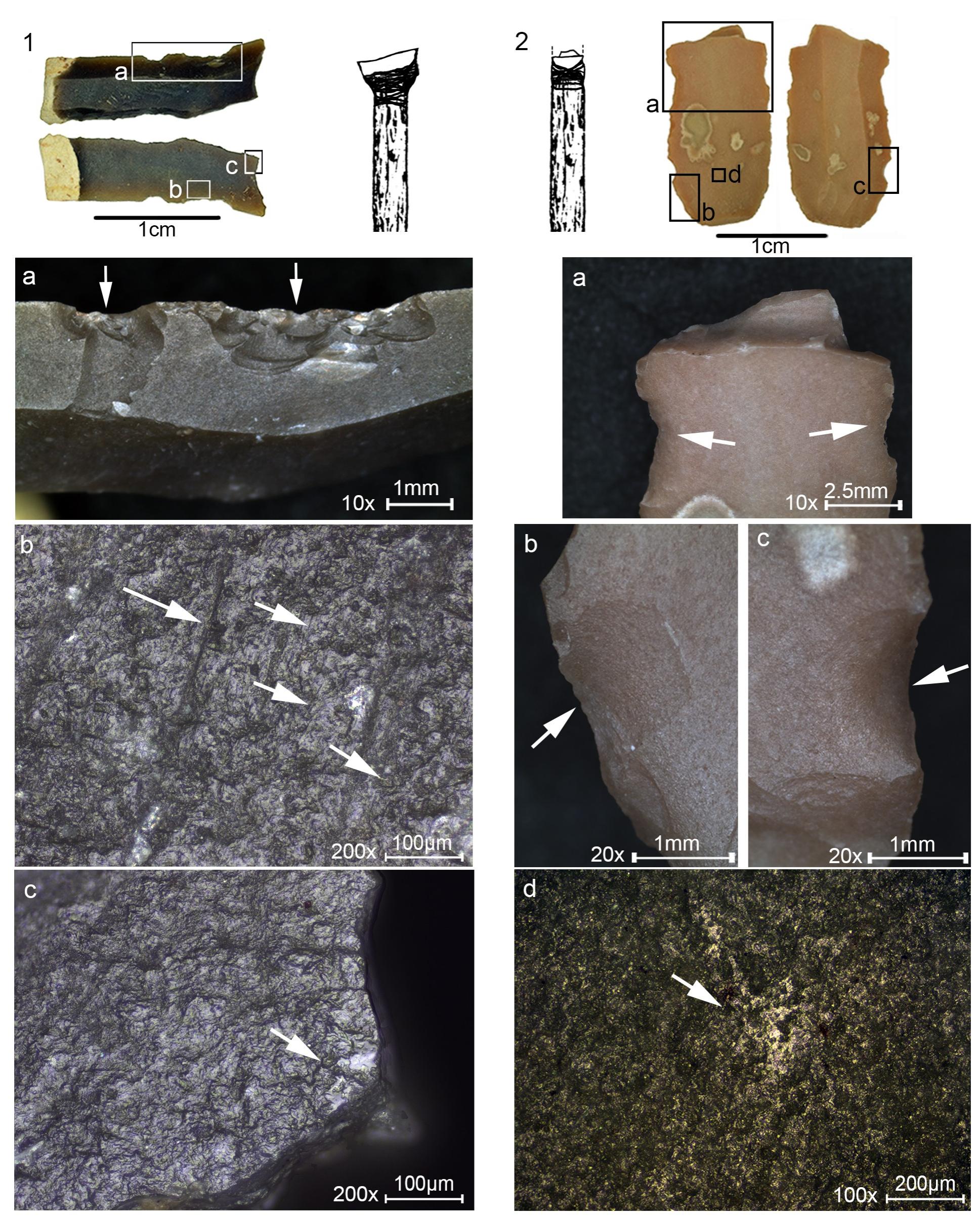 Fig 10. Microliths with traces associated with hafting and a reconstruction of the hafting arrangement. (1) Microlith showing multiple DIFs on the sharp lateral interpreted as a transversal point hafted in a terminal-transversal hating arrangement depicted in the drawing. (1a) Close view of the DIFs with arrows showing the direction of impact. (1b) Striations MILT observed on the ventral face opposite the DIFs indicating the direction of impact. (1c) A bright spot shown by the arrow interpreted to be produced by the contact with the haft and perhaps adhesive material. (2) A microlith with DIF at distal end interpreted as the hafted part of a point due to the presence of hafting traces at the lower part of the tool opposite the break. (2a) Close-up view at the bending fracture and opposing lateral notch-like damage of overlapping edg 