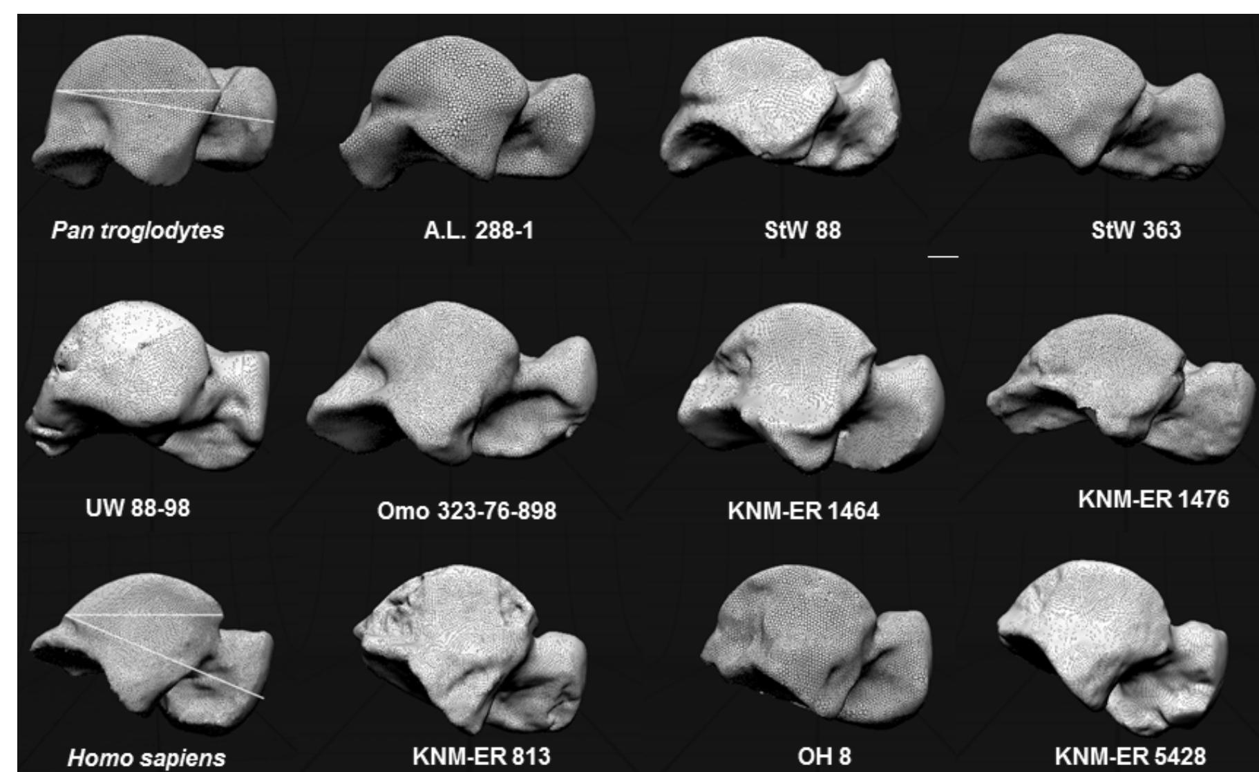 Figure 12 - The Foot and Ankle of Australopithecus sediba