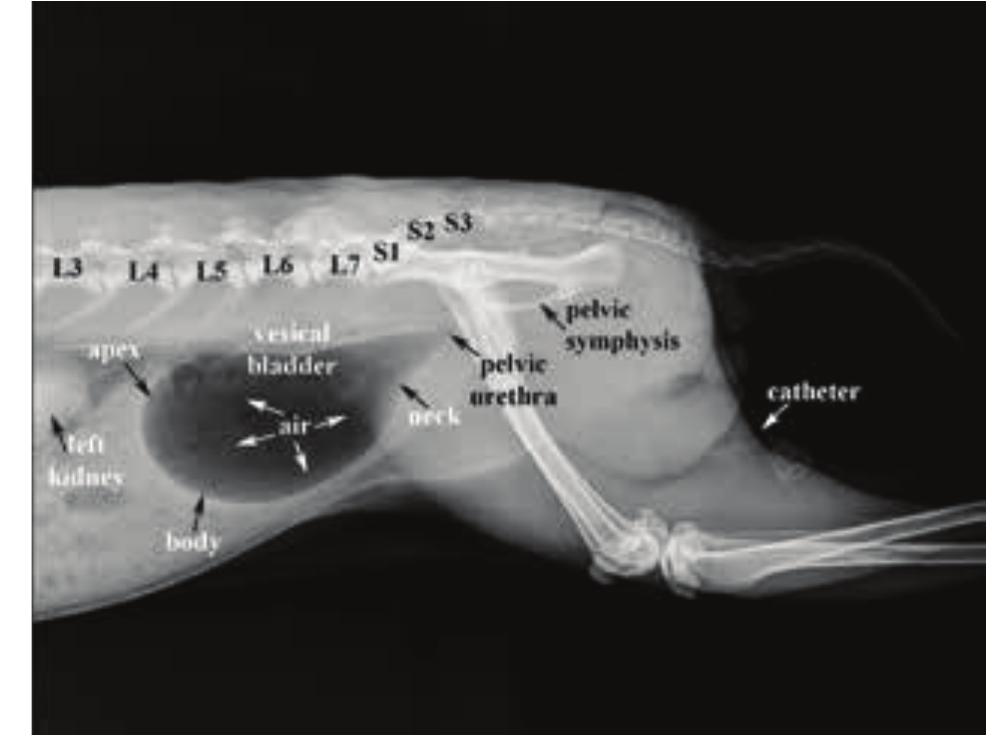 (PDF) Imaging anatomical radiological investigation of rabbit urinary ...