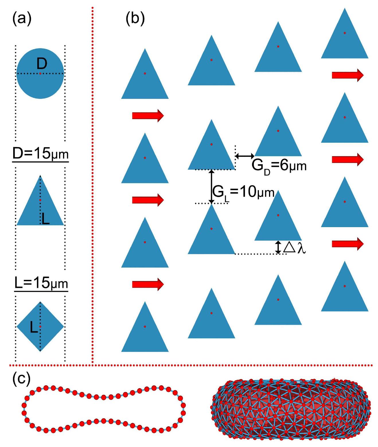 Schematic of dld devices and rbc models. (a) pillar shapes