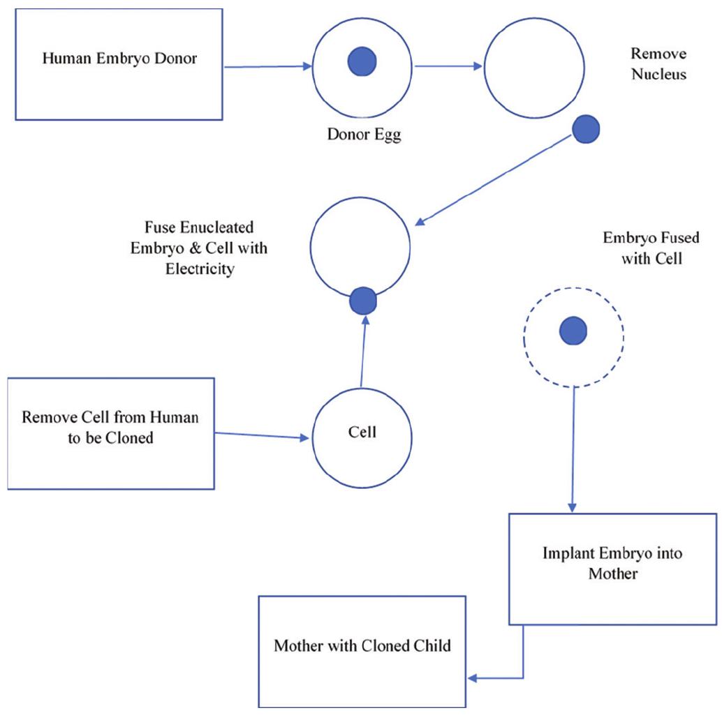 (PDF) A Genetic Disaster of Human Cloning