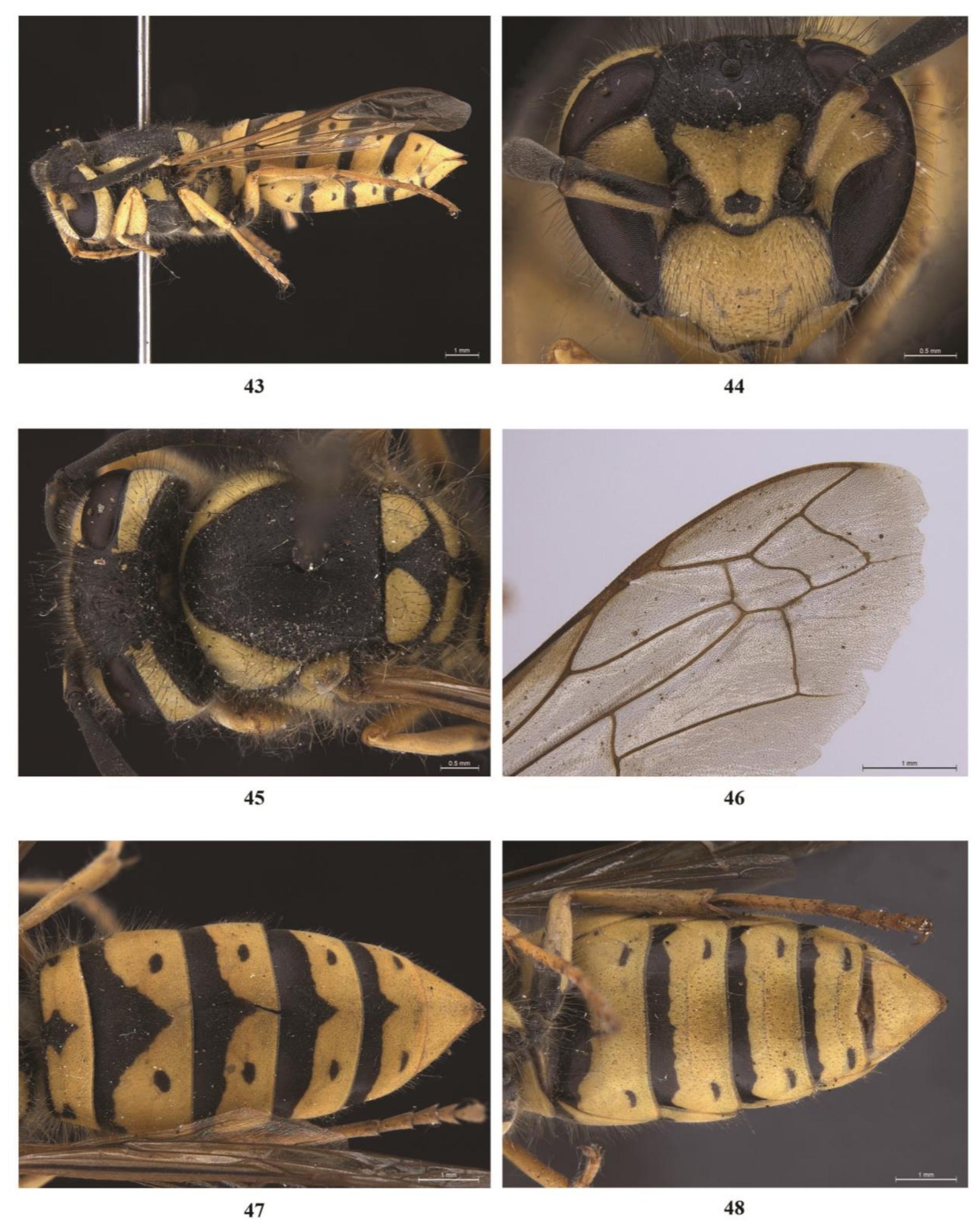 Metasomal Terga Figure 8 - from A Taxonomic Review Of The Genus Vespula
