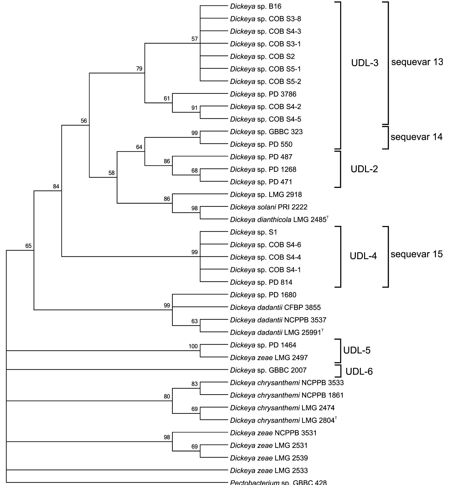 Bionj Tree Figure 2 - from Putative new species of the genus Dickeya as