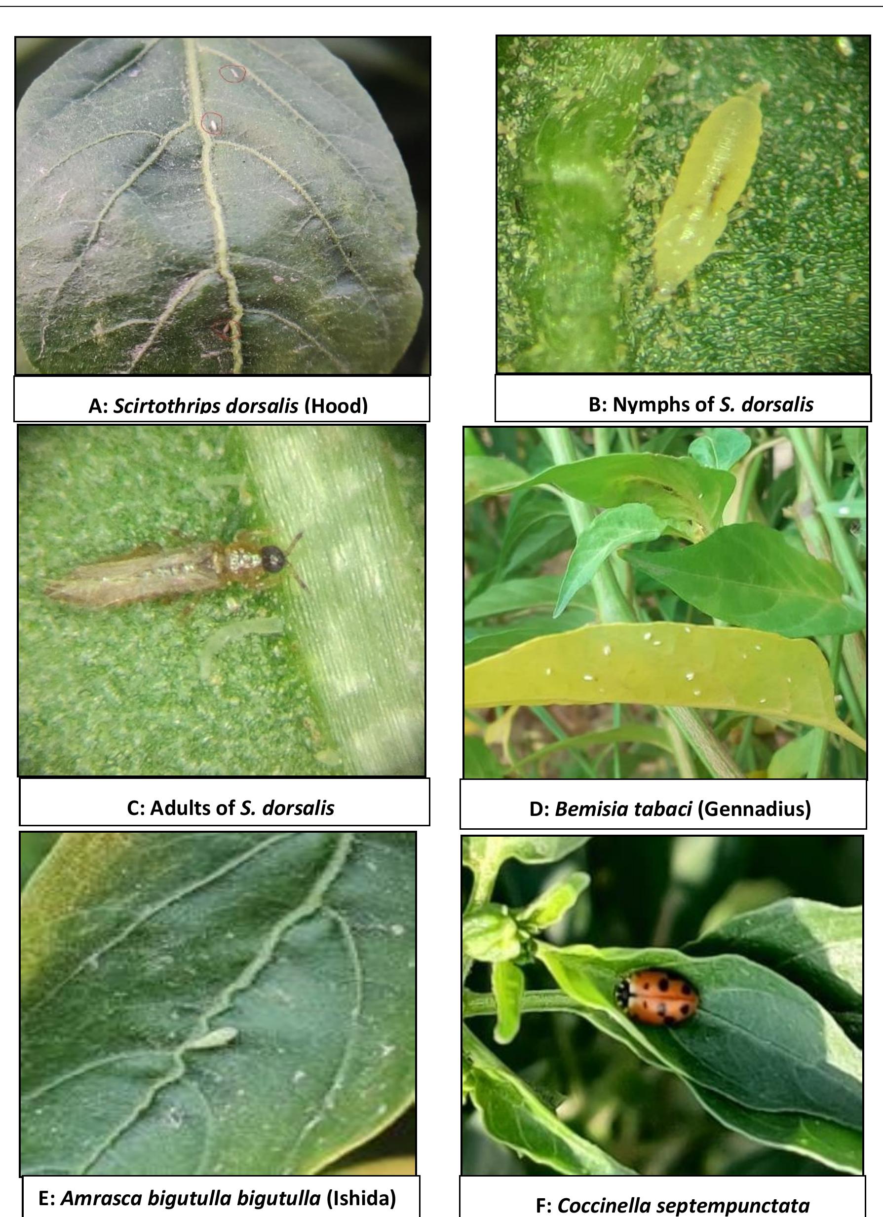 (PDF) Population dynamics of major sucking insect pests on chilli ...