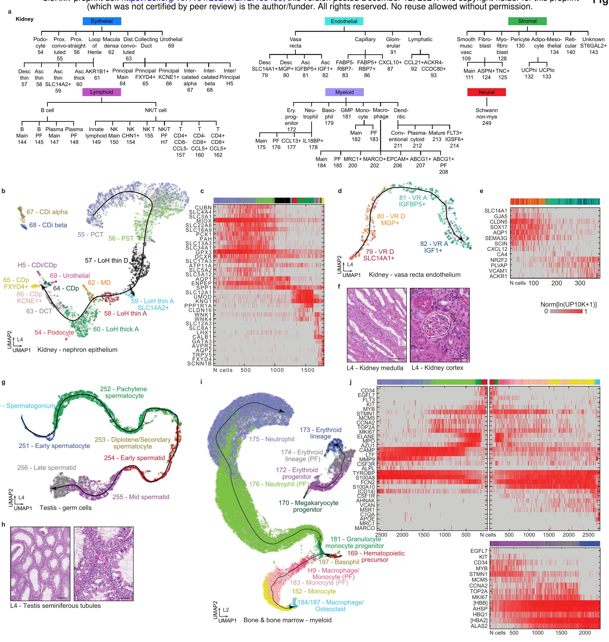Transcriptomic Atlas Figure 2 - Tabula Microcebus: A transcriptomic cell atlas of