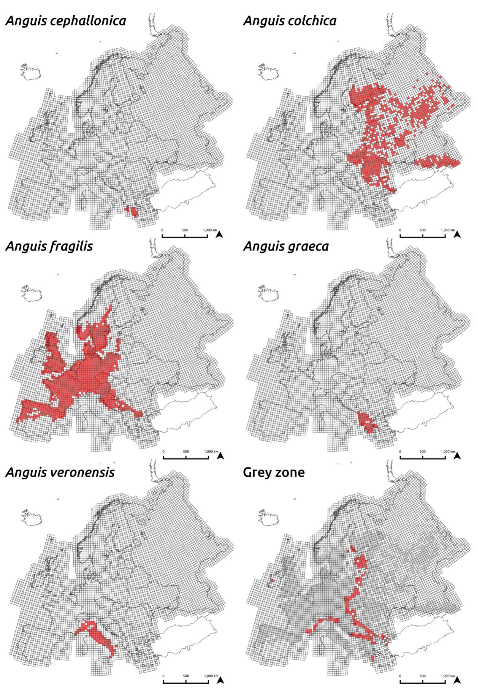 Random Map With Worm Distribution maps for the five slow-worm species in europe,