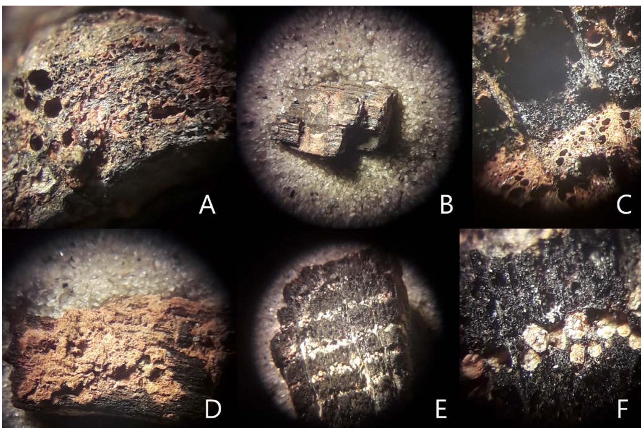 Fig. 10.6 Some examples of charcoal with traces of iron corrosion (A to D), lime and loess that penetrated deep into the veins of the wood (Eand F). (photc J. van der Laan). 