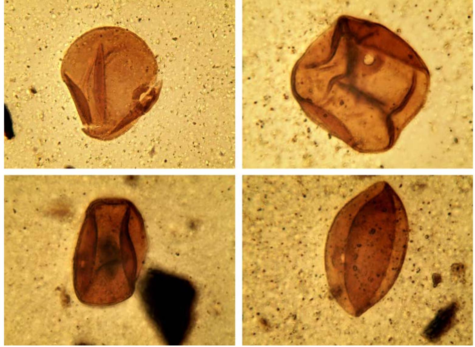 Fig. 11.6 Examples of the encountered cereal pollen grains in find number 506 (glycerine slides). Sizes: top left = 64 um, top right = 52.5 um, bottom left = 42.5 u, and bottom right = 55 um. 