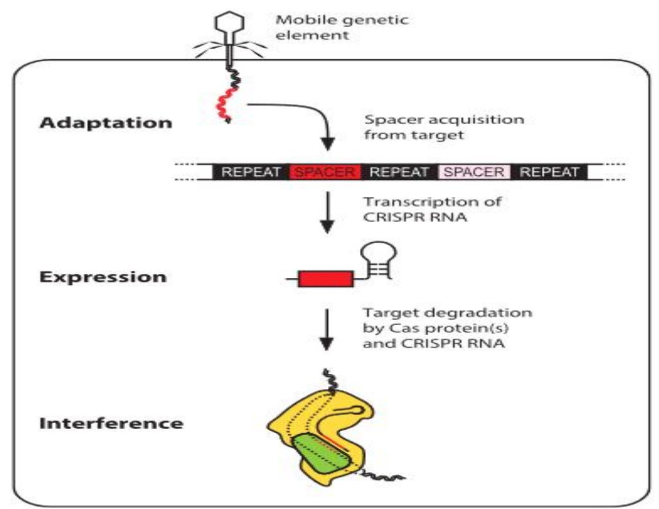 (PDF) CRISPR-Cas9: A Genome Editing Tool in Crop Plants: A Review