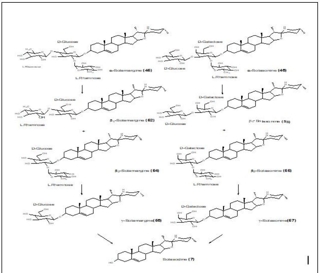 Solasonine Figure 11 - from Natural and Synthetic Derivatives of the