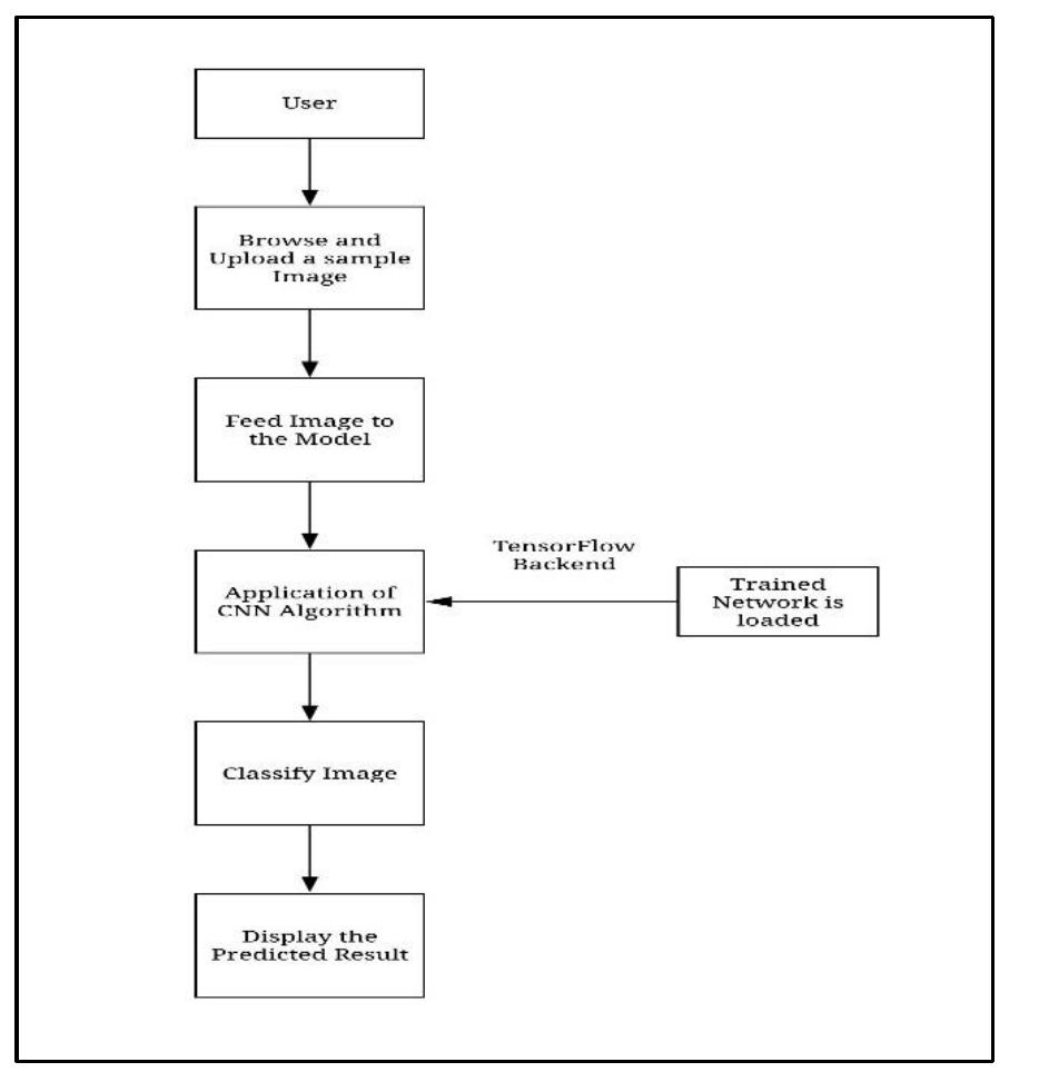 (PDF) Image based Bird Species Identification using Convolutional ...