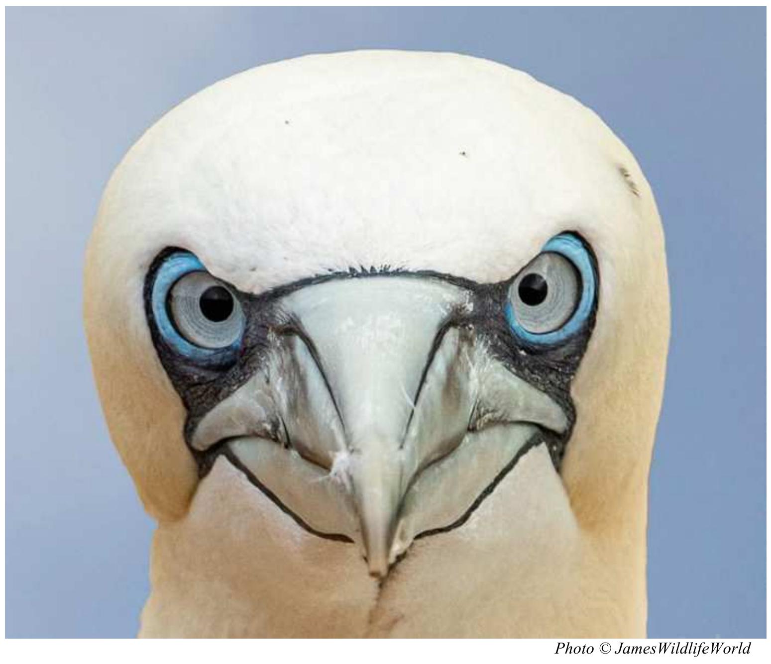(PDF) Gannets in the Viking World Adam Markham