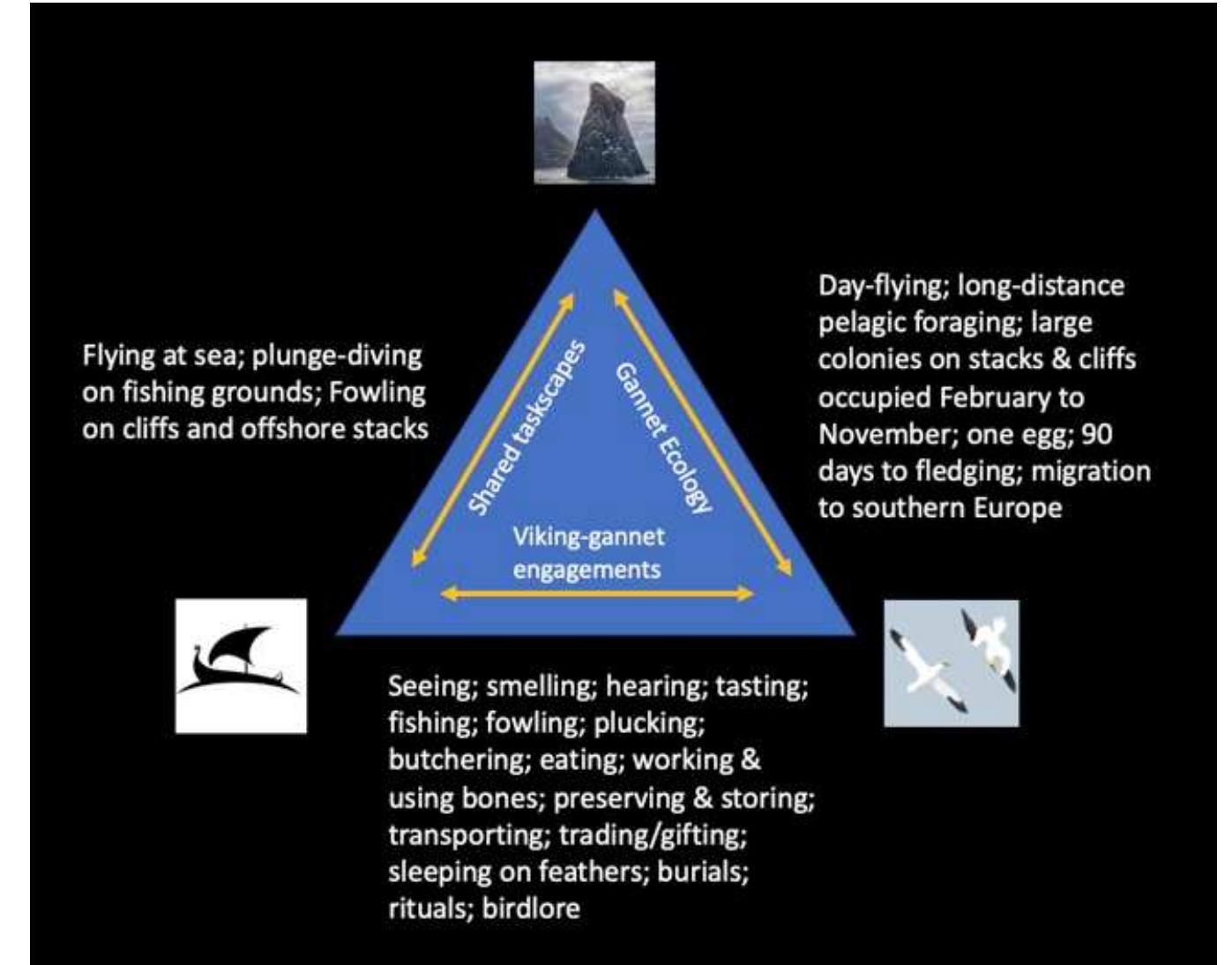 (PDF) Gannets in the Viking World Adam Markham
