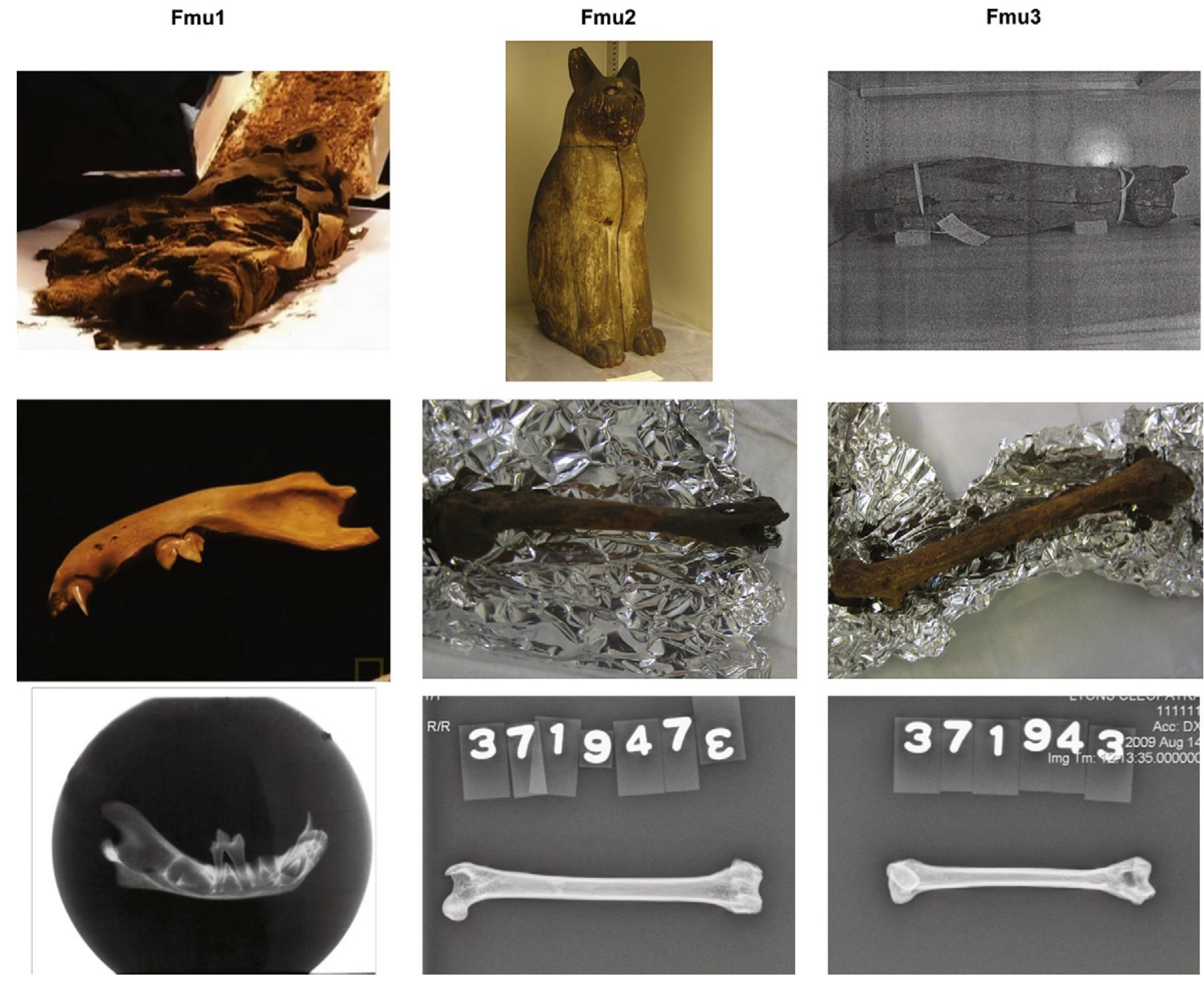 (PDF) Cats of the pharaohs: genetic comparison of Egyptian cat mummies ...