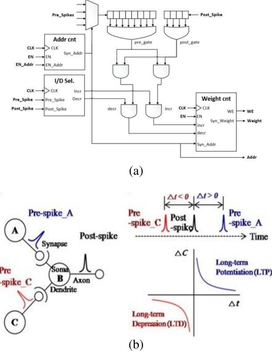 Stdp learning module (a) working principle and (b) digital