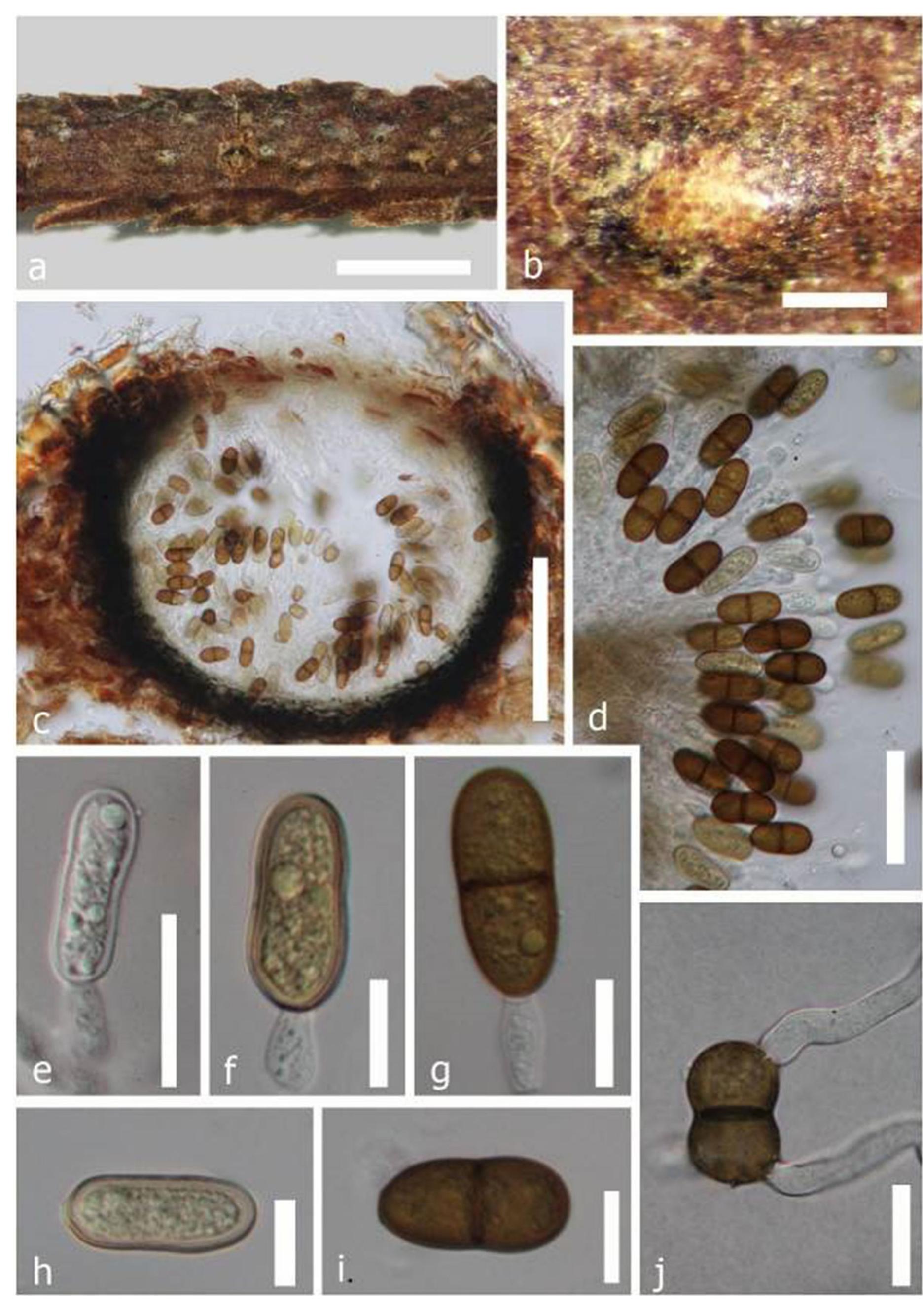 K.A.Z PDF) Fungal diversity notes 709–839: taxonomic and
