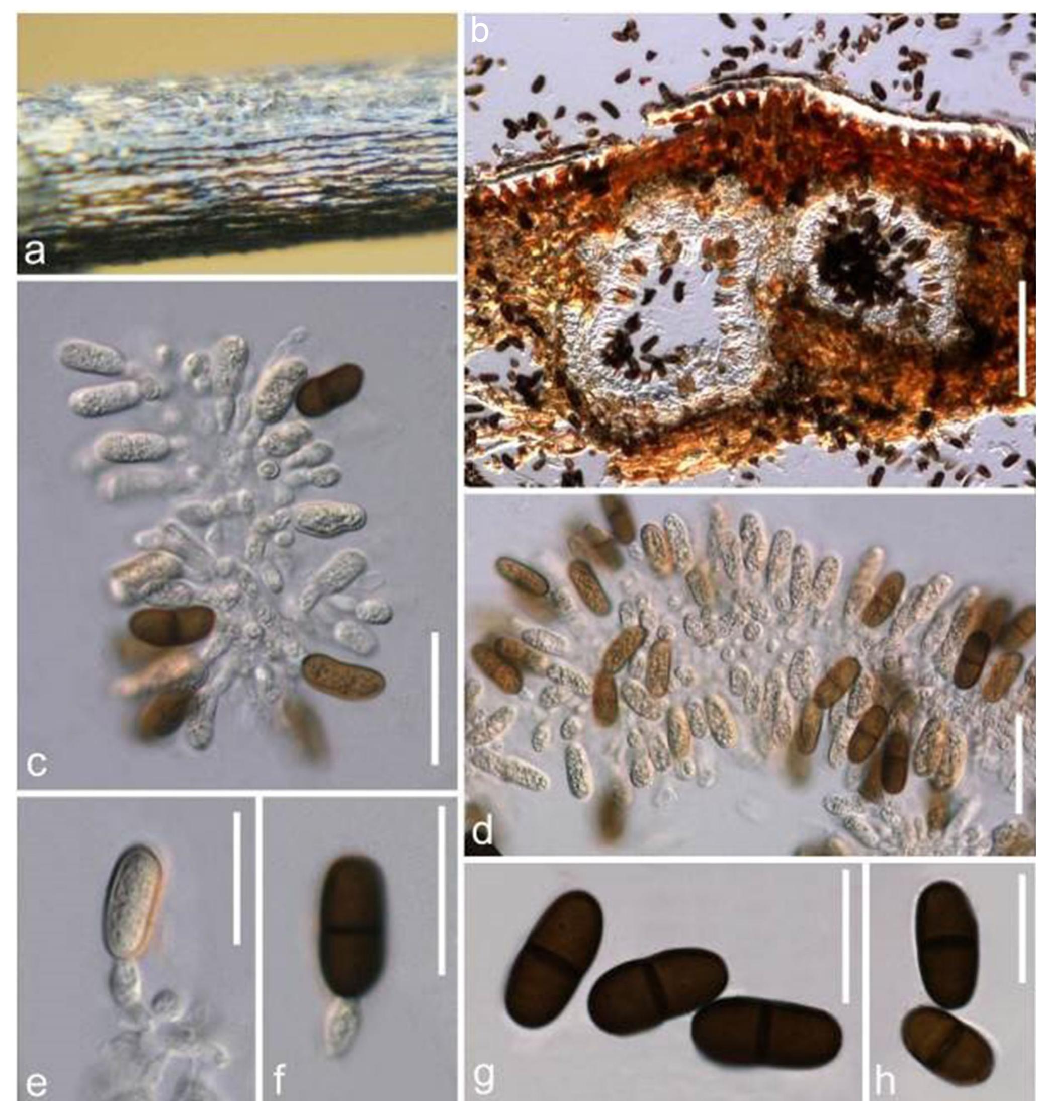 PDF) Fungal diversity notes 709–839: taxonomic and