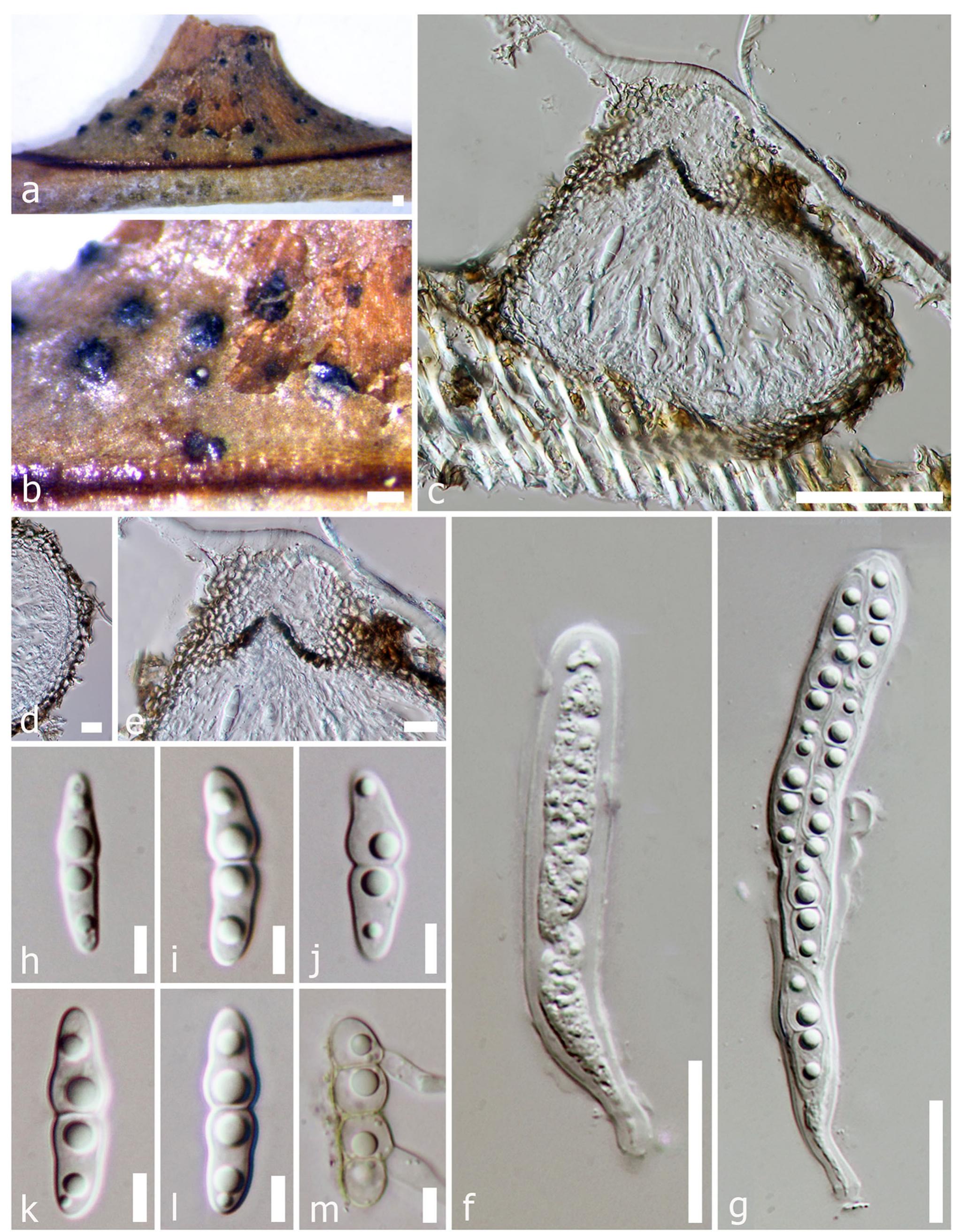 K.A.Z PDF) Fungal diversity notes 709–839: taxonomic and