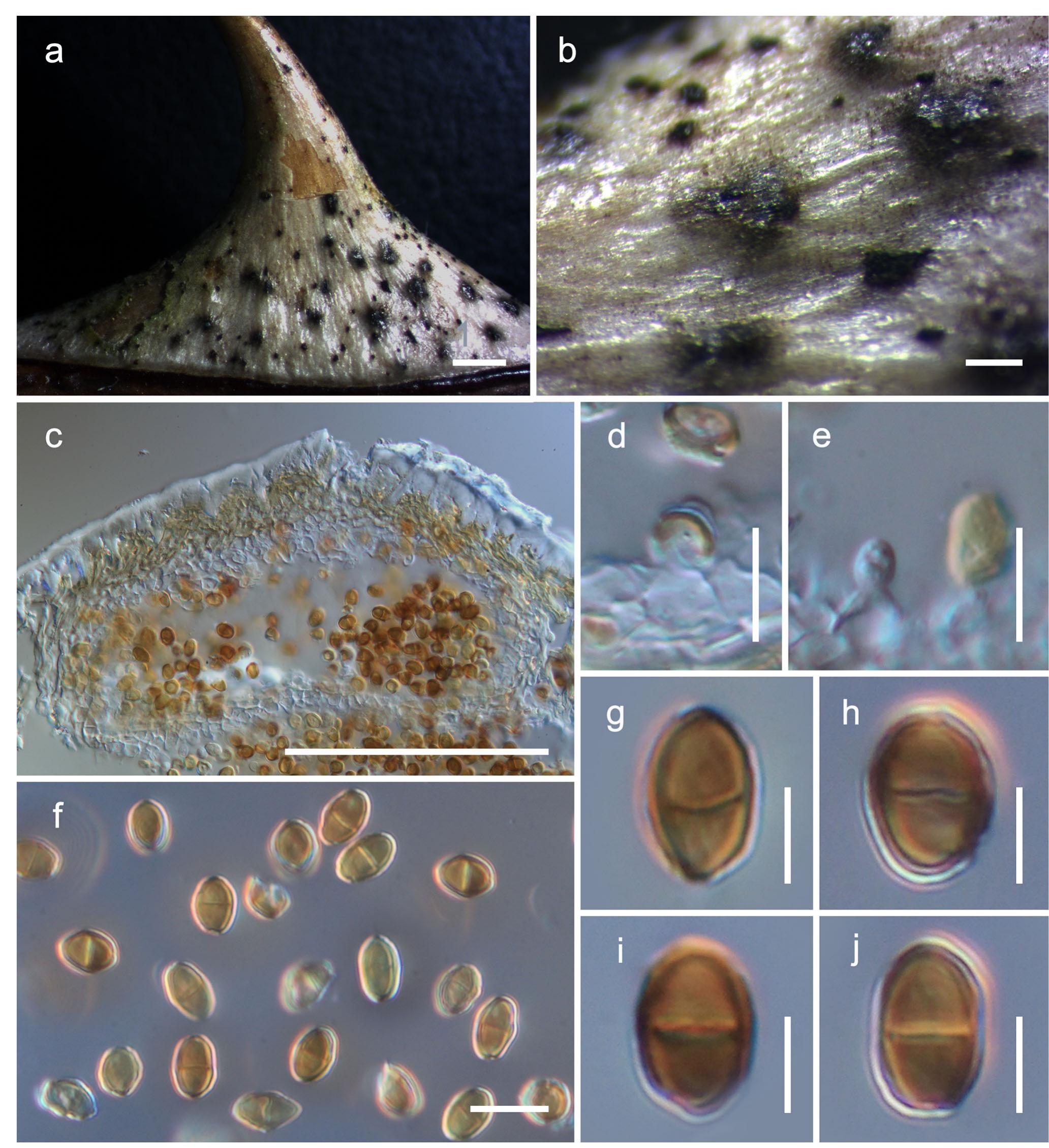 PDF) Fungal diversity notes 709–839: taxonomic and phylogenetic